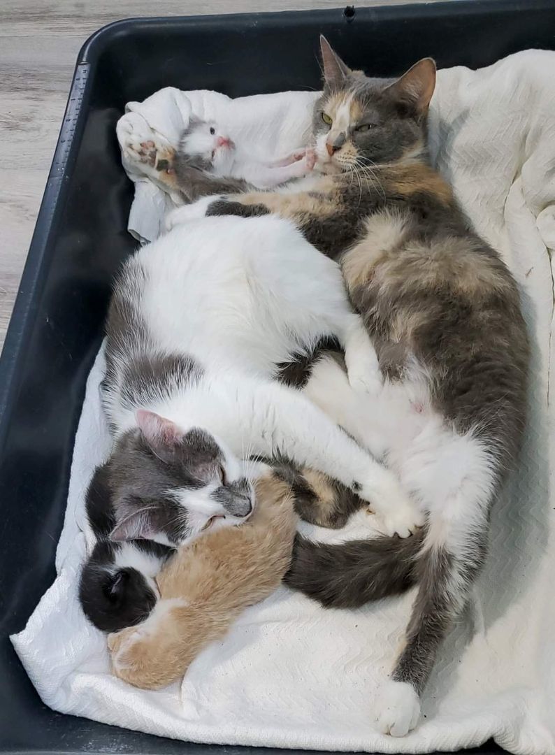 Enlarge Thelma, a Adoptable Domestic Short Hair in Landenberg, PA image 6/8