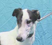 Blazin' Oaklee, Adopted, Adult Male Greyhound.