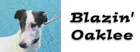 Enlarge Blazin' Oaklee, a Adopted Greyhound in Douglasville, GA image 2/3