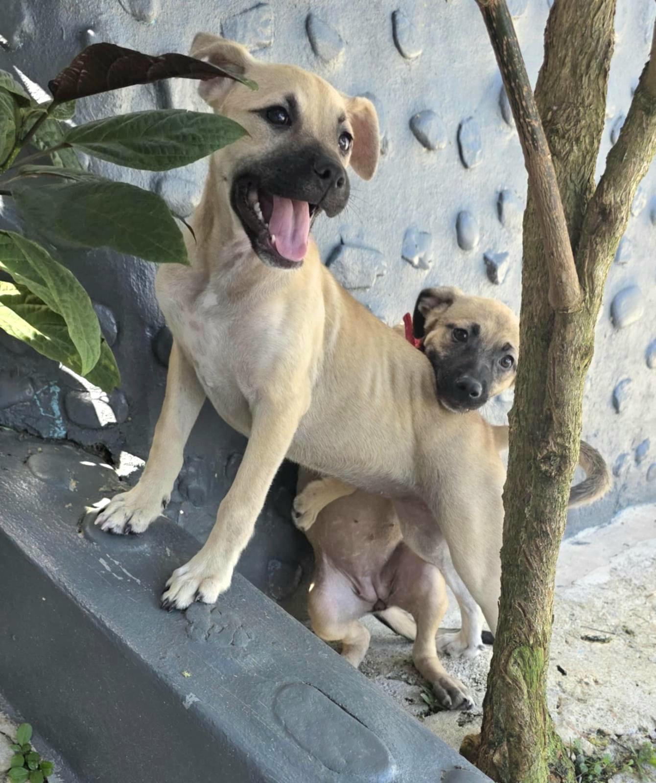 Samoa Dove "let's Be thumbnail 2