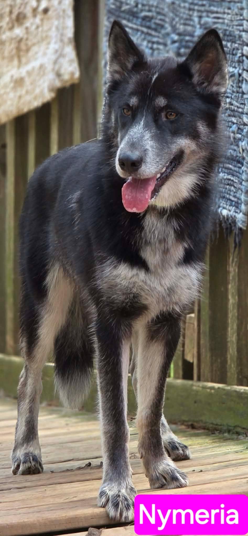 Enlarge Nymeria, an adopted mixed breed in Greeneville, TN image 3/6