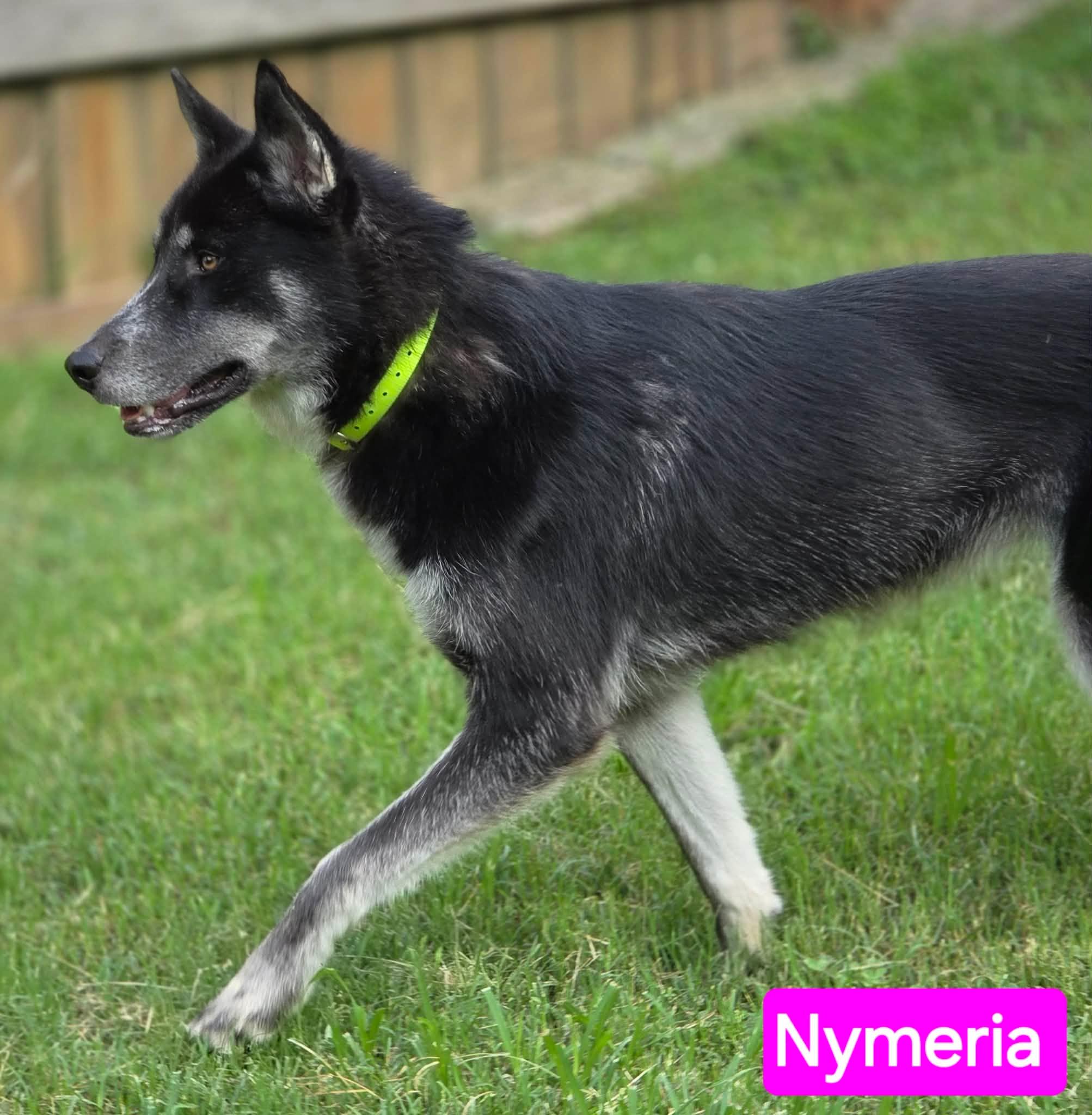 Enlarge Nymeria, an adopted mixed breed in Greeneville, TN image 2/6