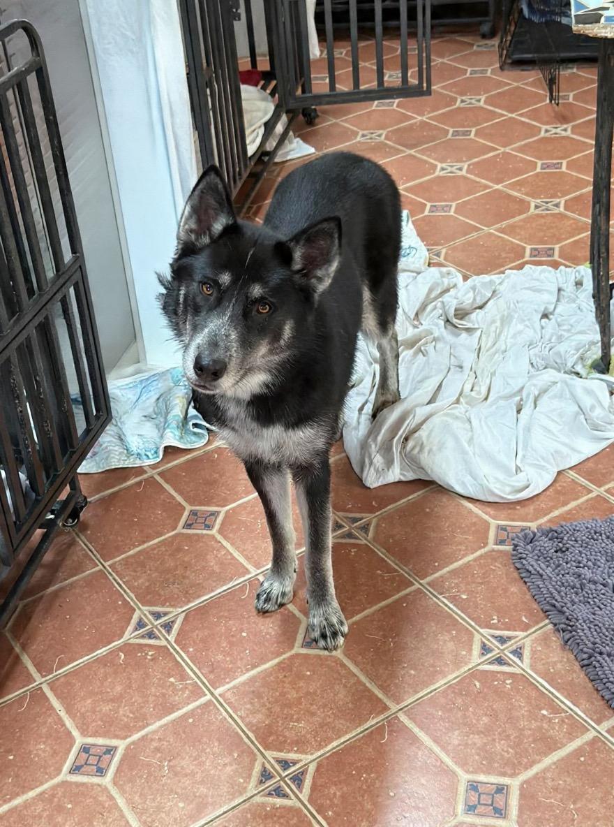 Nymeria, adopted, Young Female German Shepherd Dog.