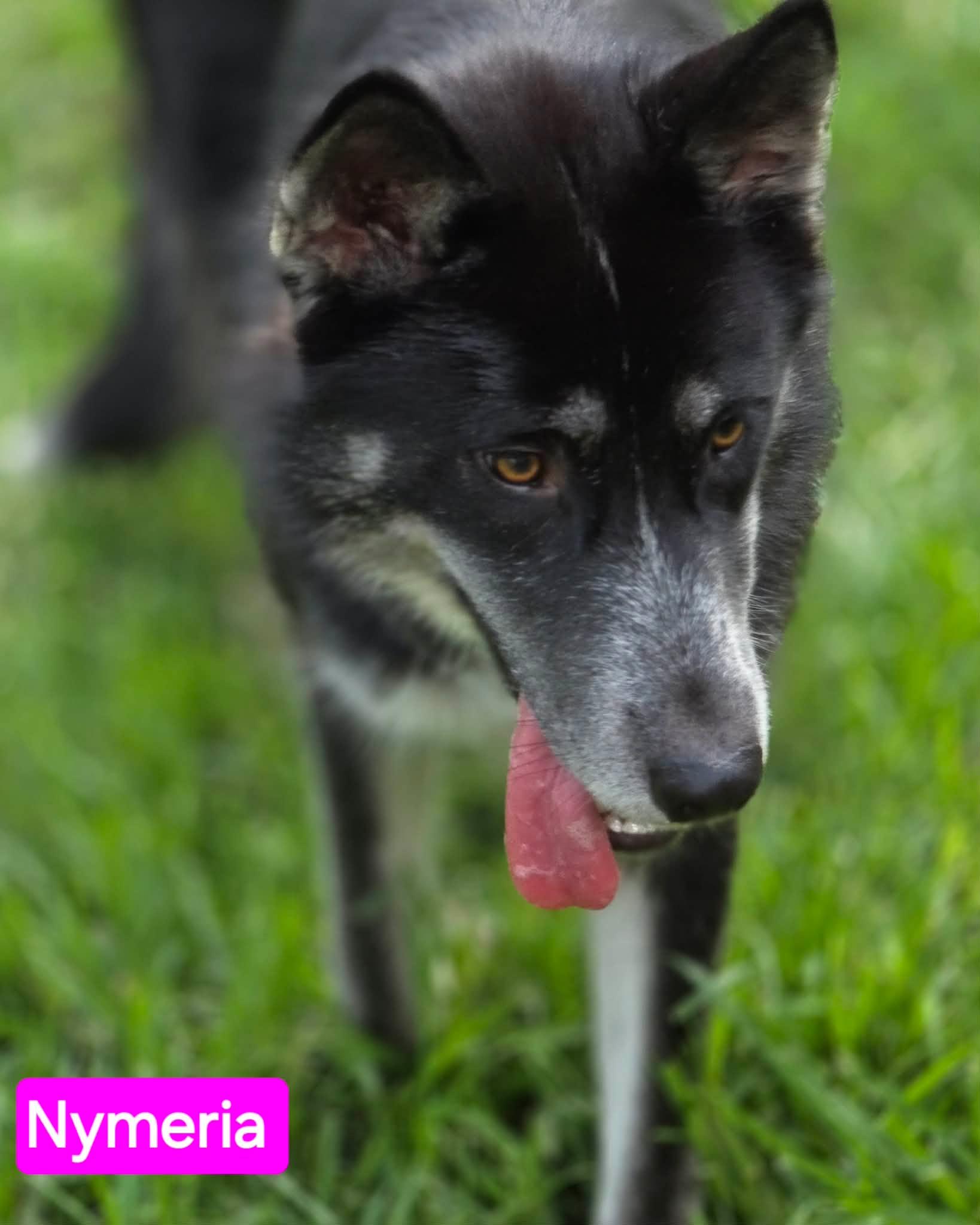 Enlarge Nymeria, an adopted mixed breed in Greeneville, TN image 5/6