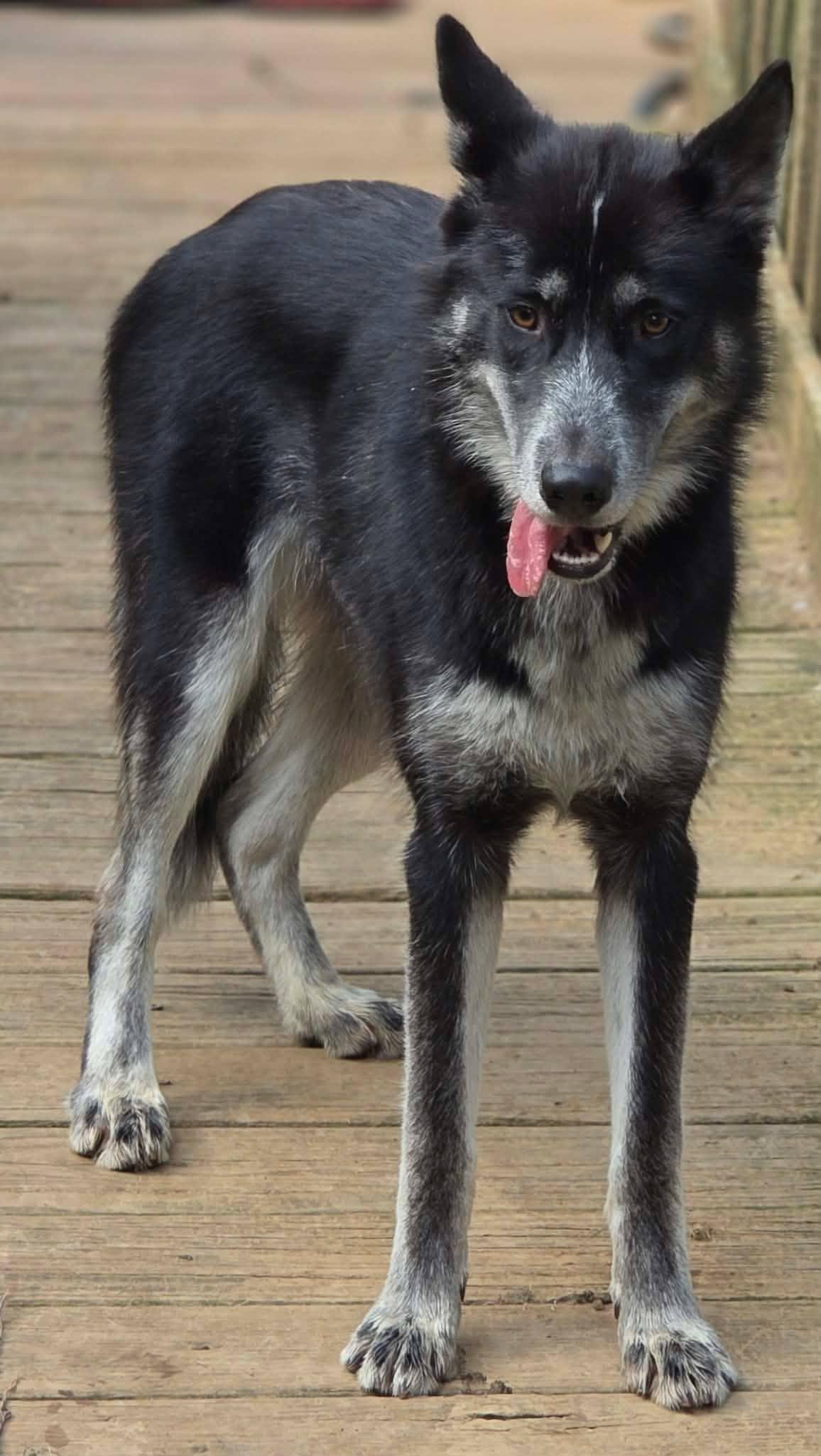 Enlarge Nymeria, an adopted mixed breed in Greeneville, TN image 4/6