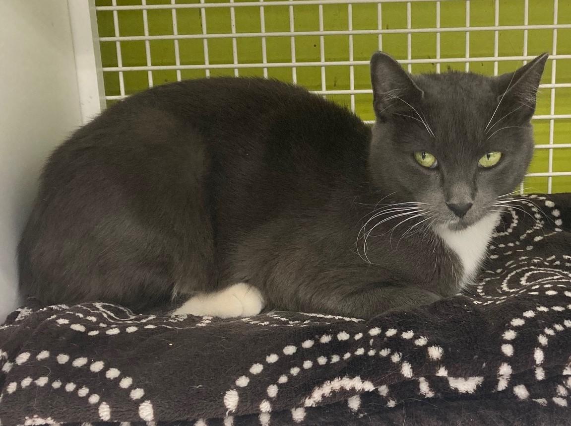 Enlarge Janis, a Adopted Domestic Short Hair in Bridgeport, CT image 2/3