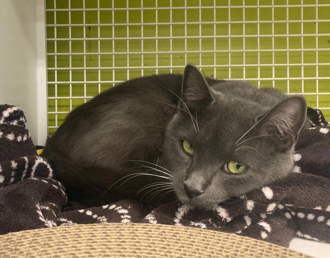 Janis, Adopted, Young Female Domestic Short Hair.