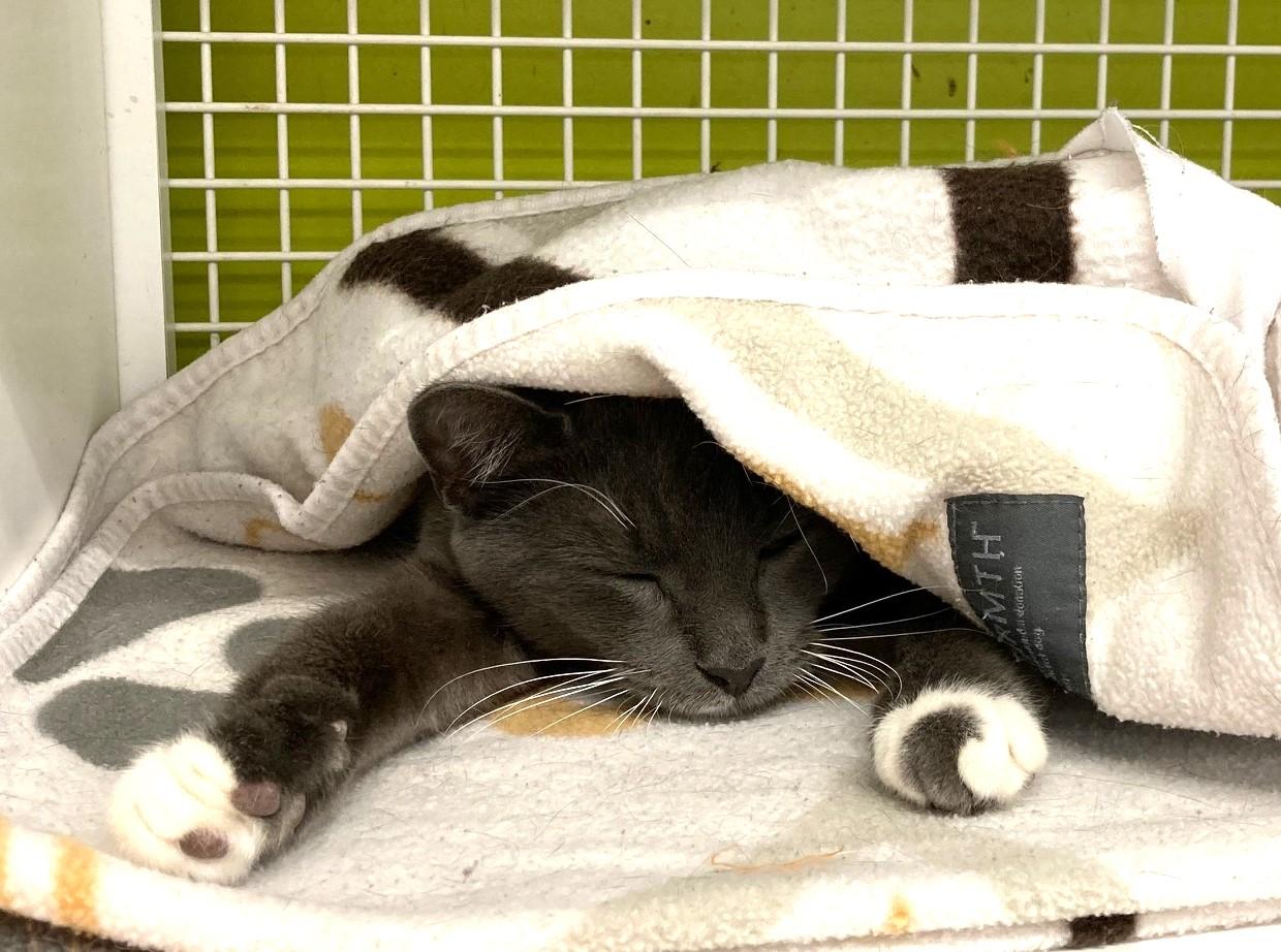 Enlarge Janis, a Adopted Domestic Short Hair in Bridgeport, CT image 3/3