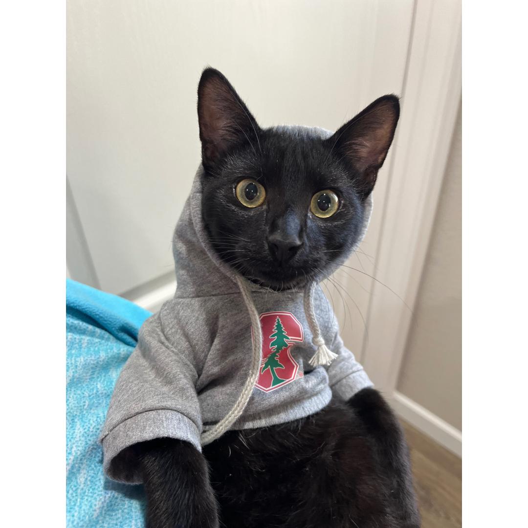 Enlarge Rocky, a Adoptable Domestic Short Hair in Morgan Hill, CA image 1/6