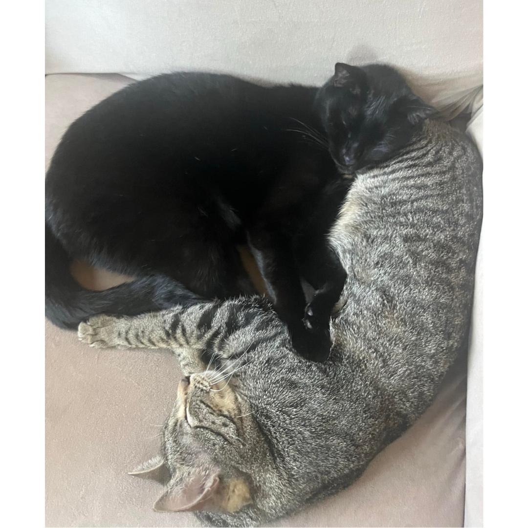 Enlarge Rocky, a Adoptable Domestic Short Hair in Morgan Hill, CA image 4/6