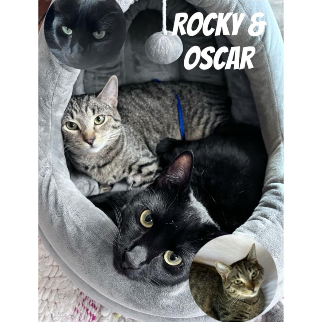 Enlarge Rocky, a Adoptable Domestic Short Hair in Morgan Hill, CA image 6/6