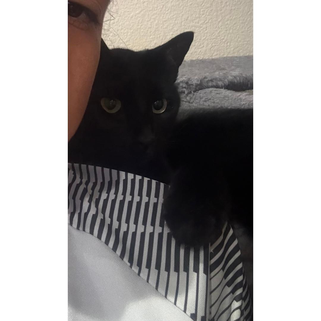 Enlarge Rocky, a Adoptable Domestic Short Hair in Morgan Hill, CA image 5/6