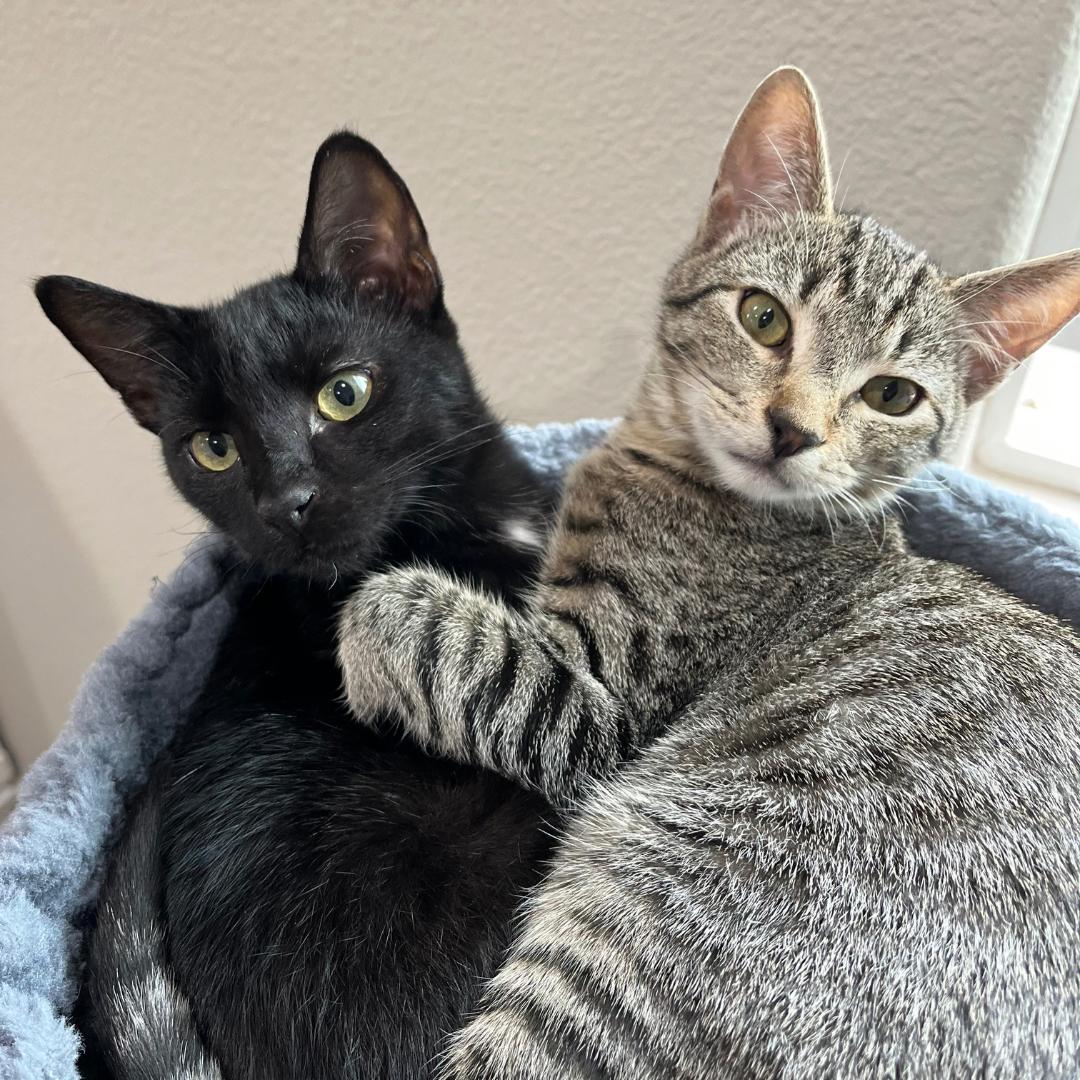 Enlarge Rocky, a Adoptable Domestic Short Hair in Morgan Hill, CA image 2/6