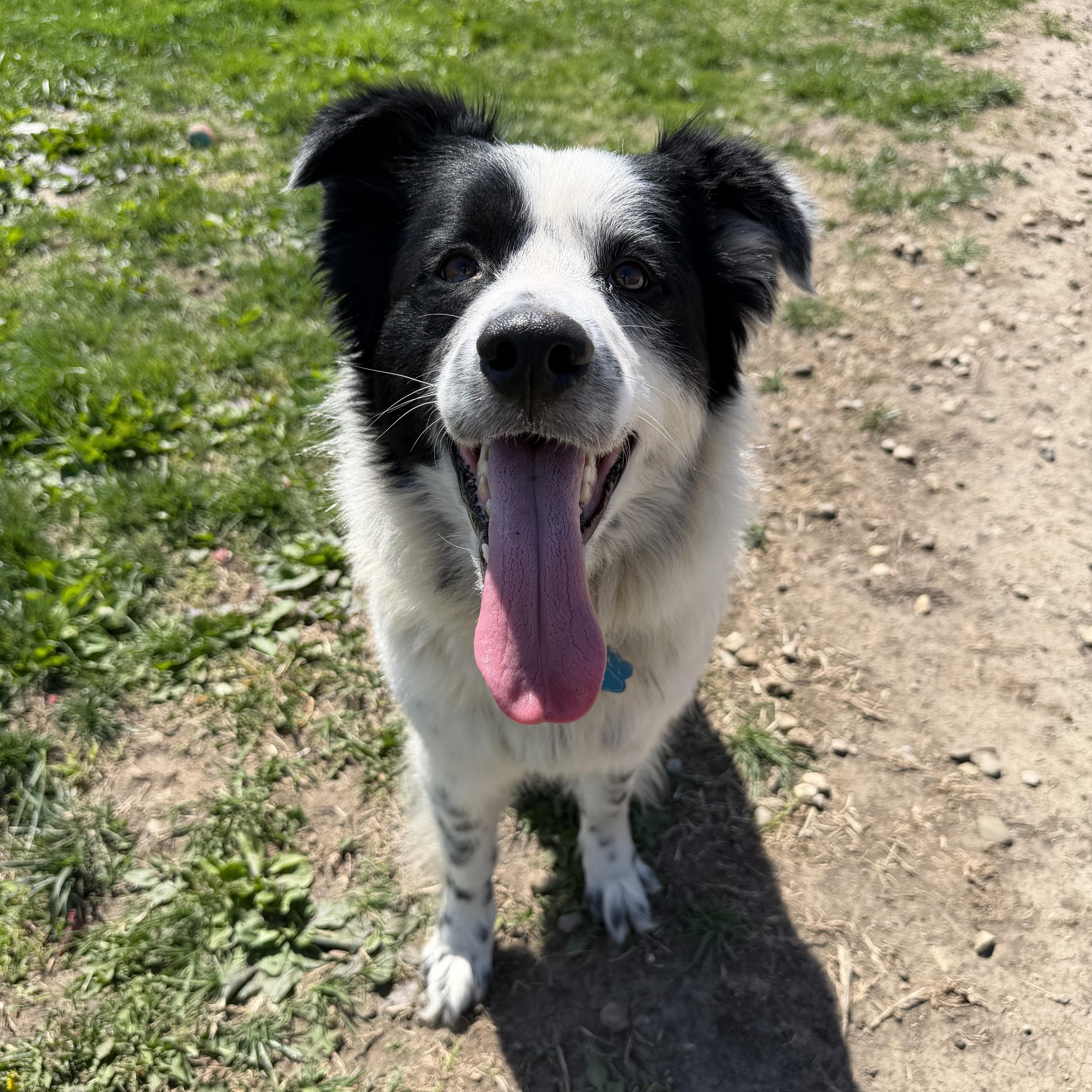 Willow, ADOPTABLE, Adult Female Border Collie.