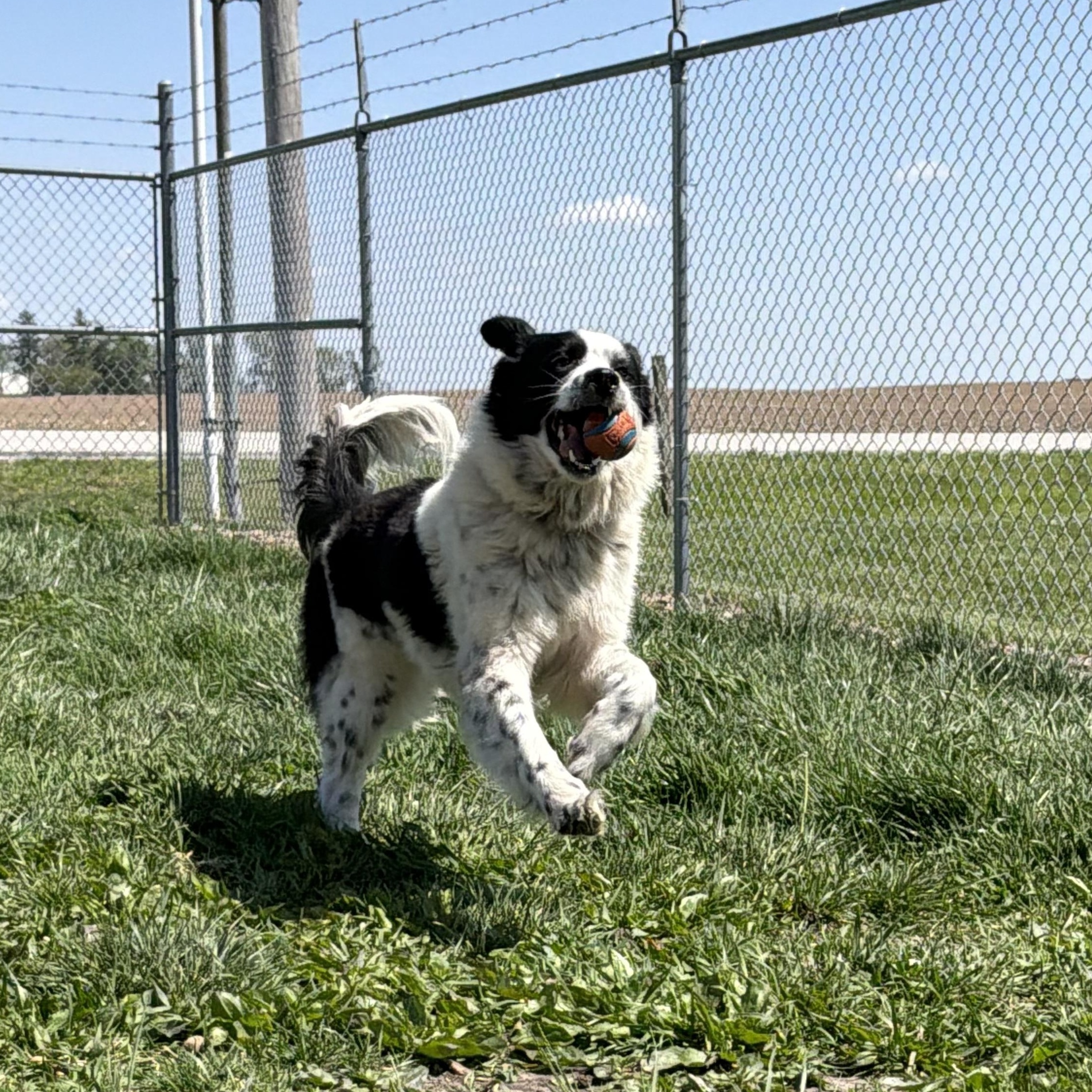 Enlarge Willow, a ADOPTABLE mixed breed in Clinton, IL image 2/4