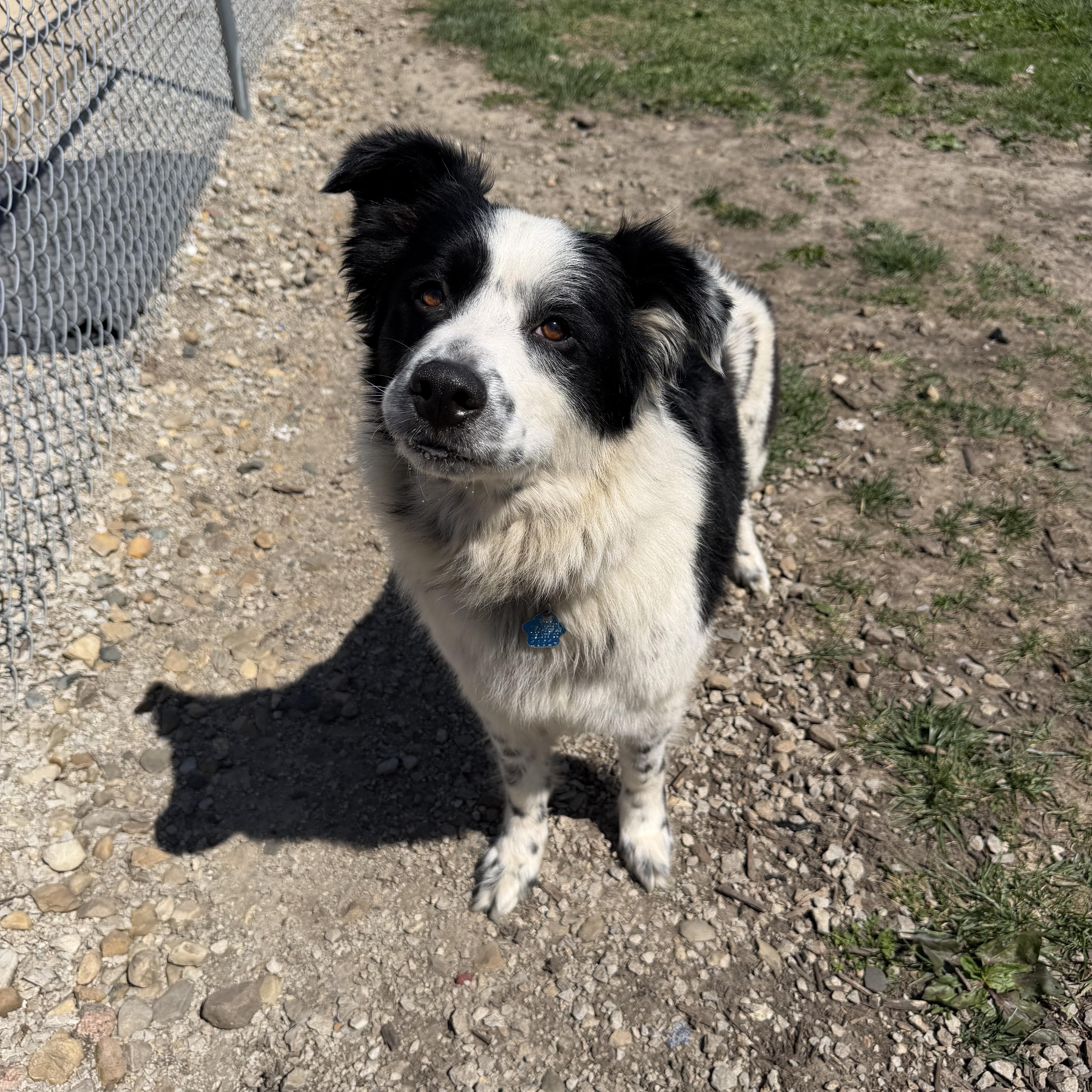 Enlarge Willow, a ADOPTABLE mixed breed in Clinton, IL image 4/4