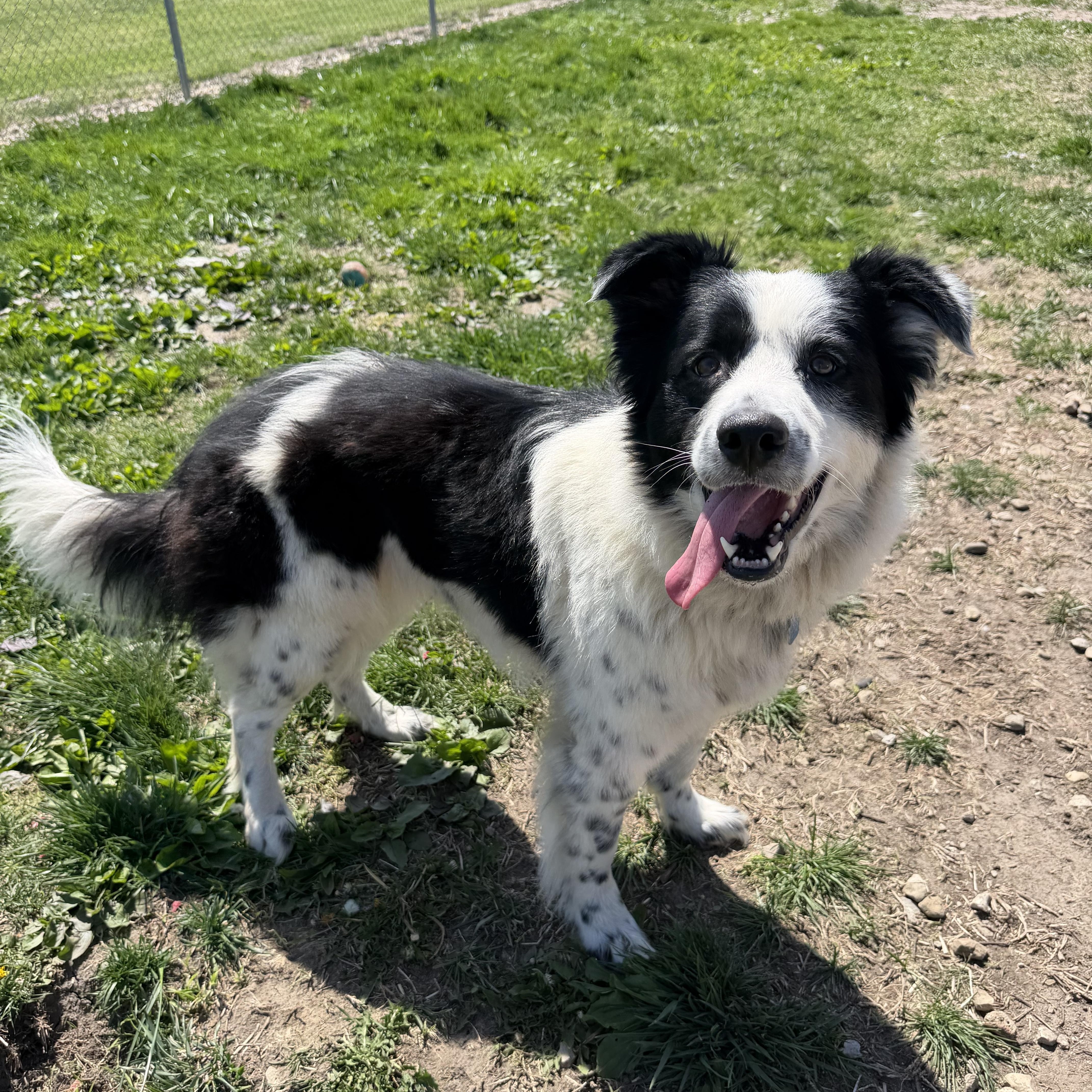 Enlarge Willow, a ADOPTABLE mixed breed in Clinton, IL image 3/4