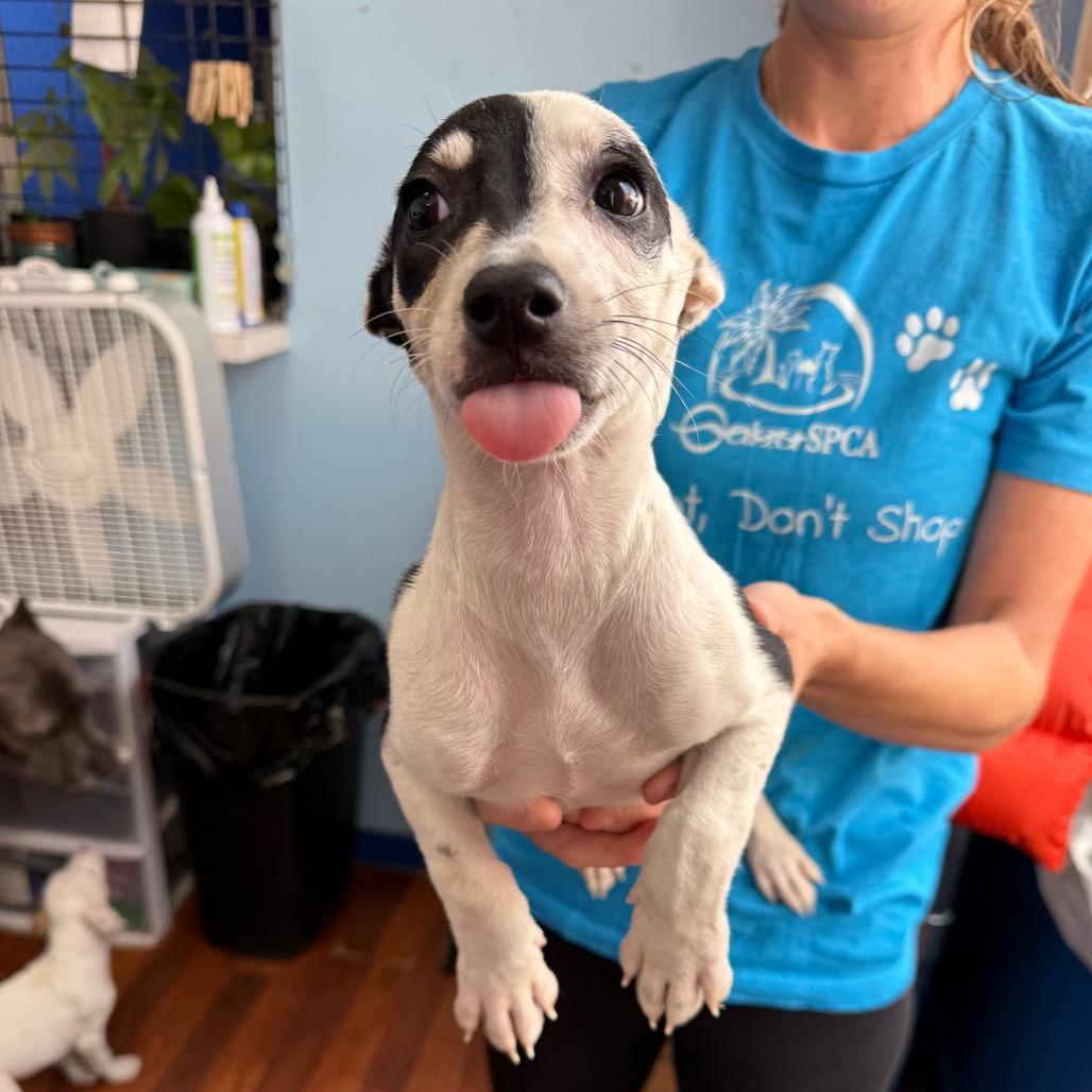 Tina, Adoptable, Puppy Female Coonhound.
