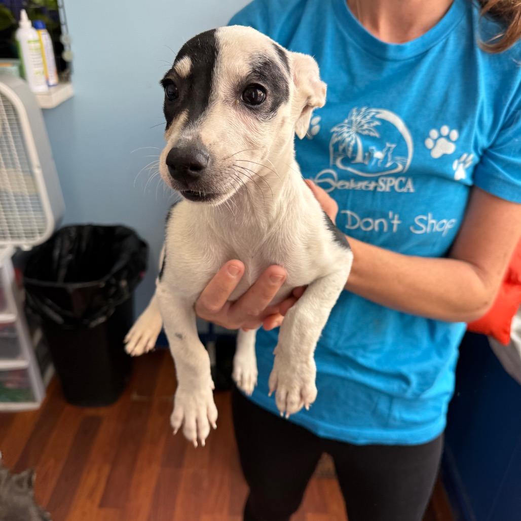 Enlarge Tina, a Adoptable Coonhound in Wahiawa, HI image 2/2