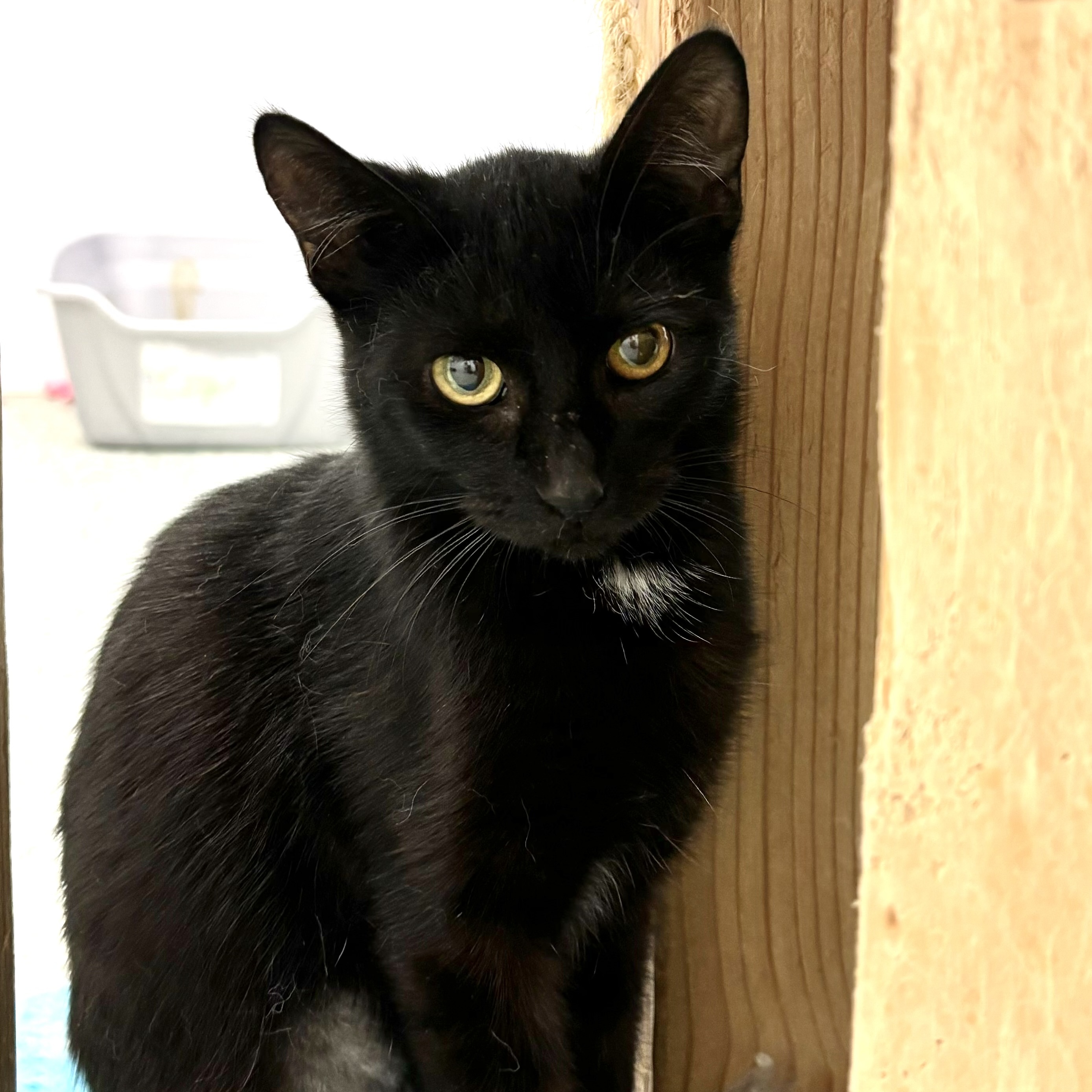 Demi, an adoptable Domestic Short Hair in Richland Center, WI, 53581 | Photo Image 1