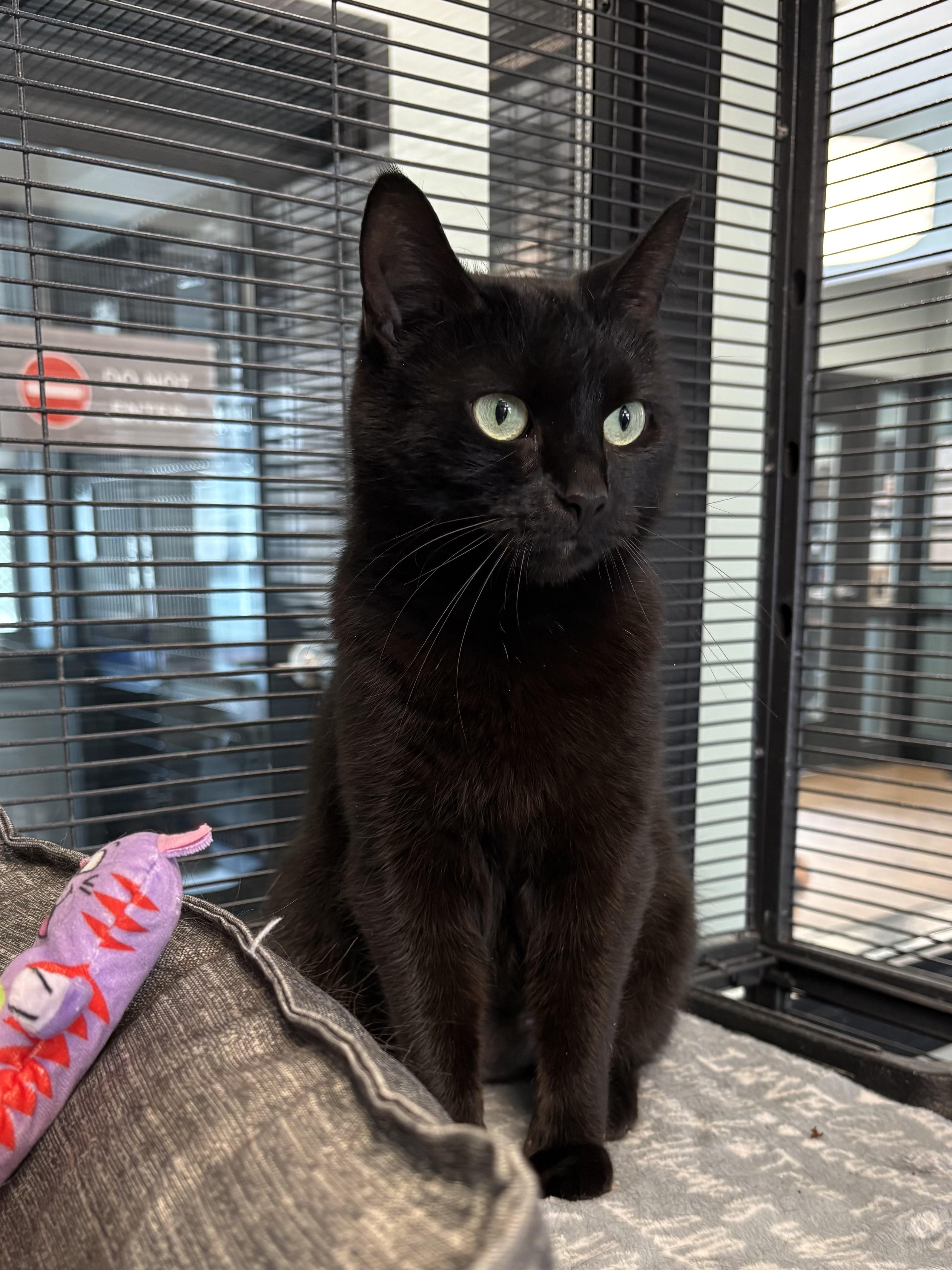 Nugget , ADOPTABLE, Adult Female Domestic Short Hair.