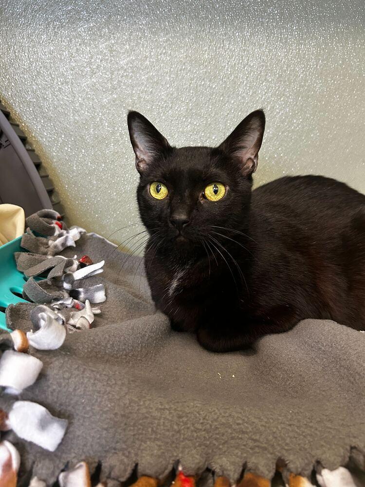 Bender, Adoptable, Adult Male Domestic Short Hair.