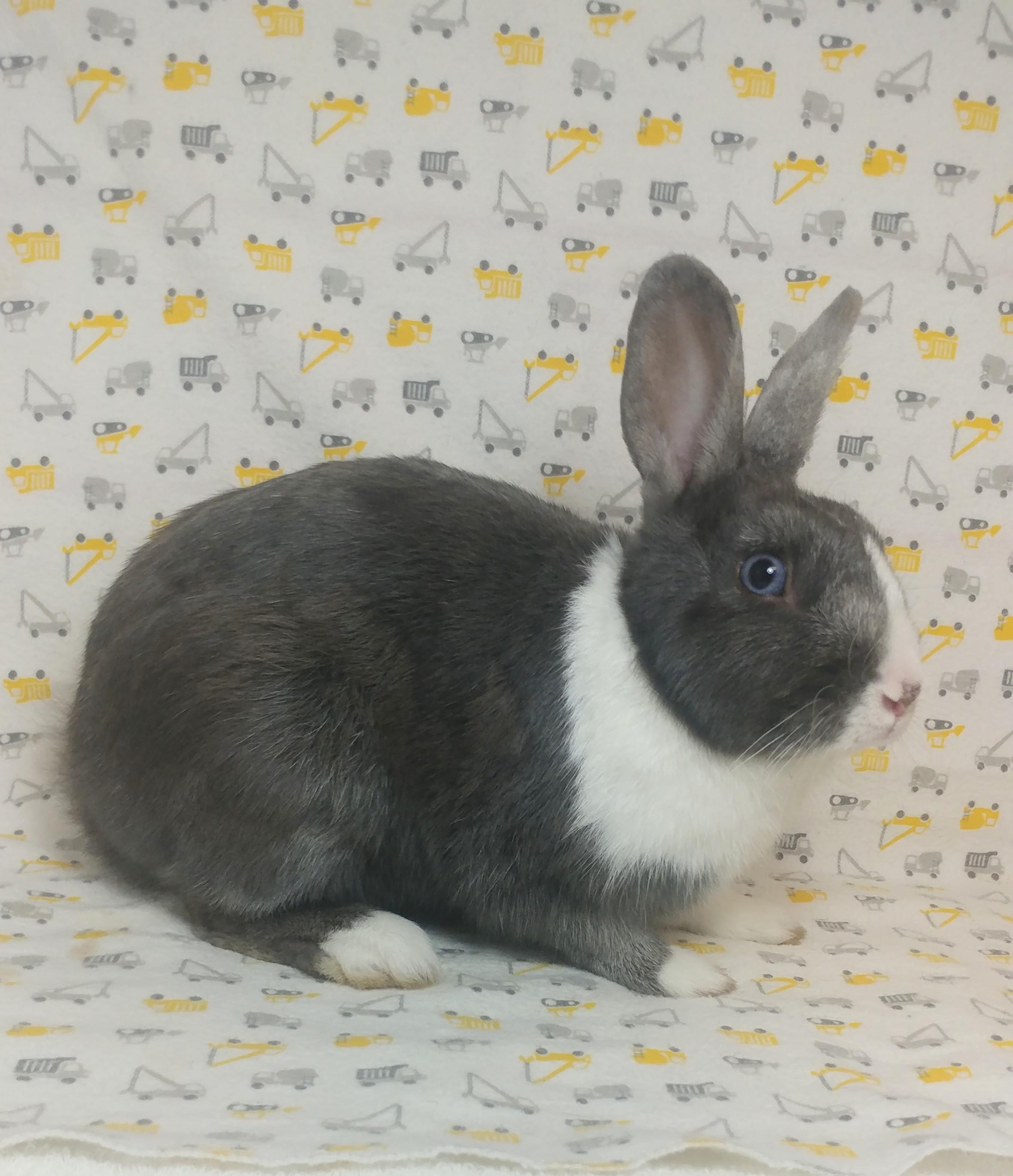 Enlarge Guthrie, a Adoptable Dutch in Lake Elsinore, CA image 3/6