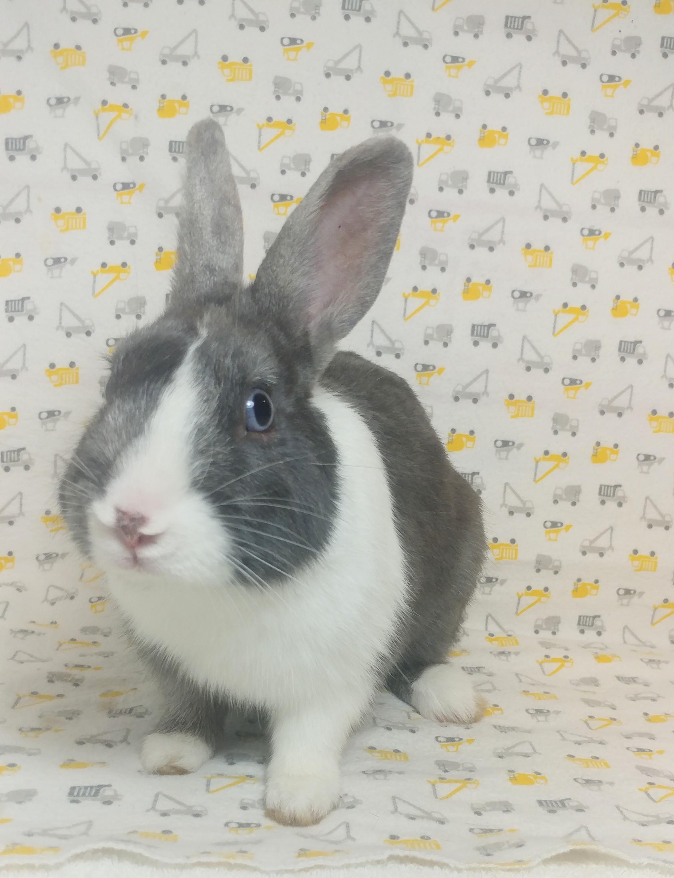 Enlarge Guthrie, a Adoptable Dutch in Lake Elsinore, CA image 1/6