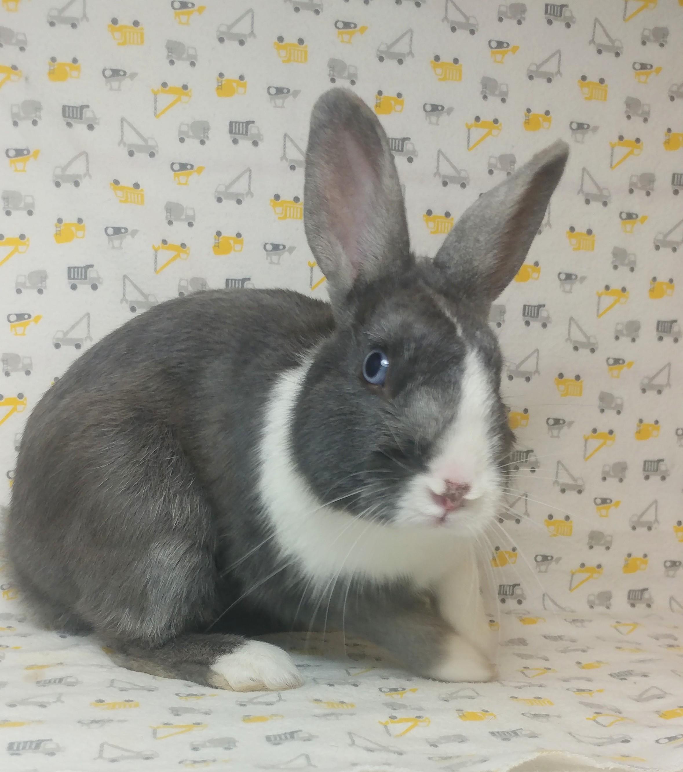 Enlarge Guthrie, a Adoptable Dutch in Lake Elsinore, CA image 2/6