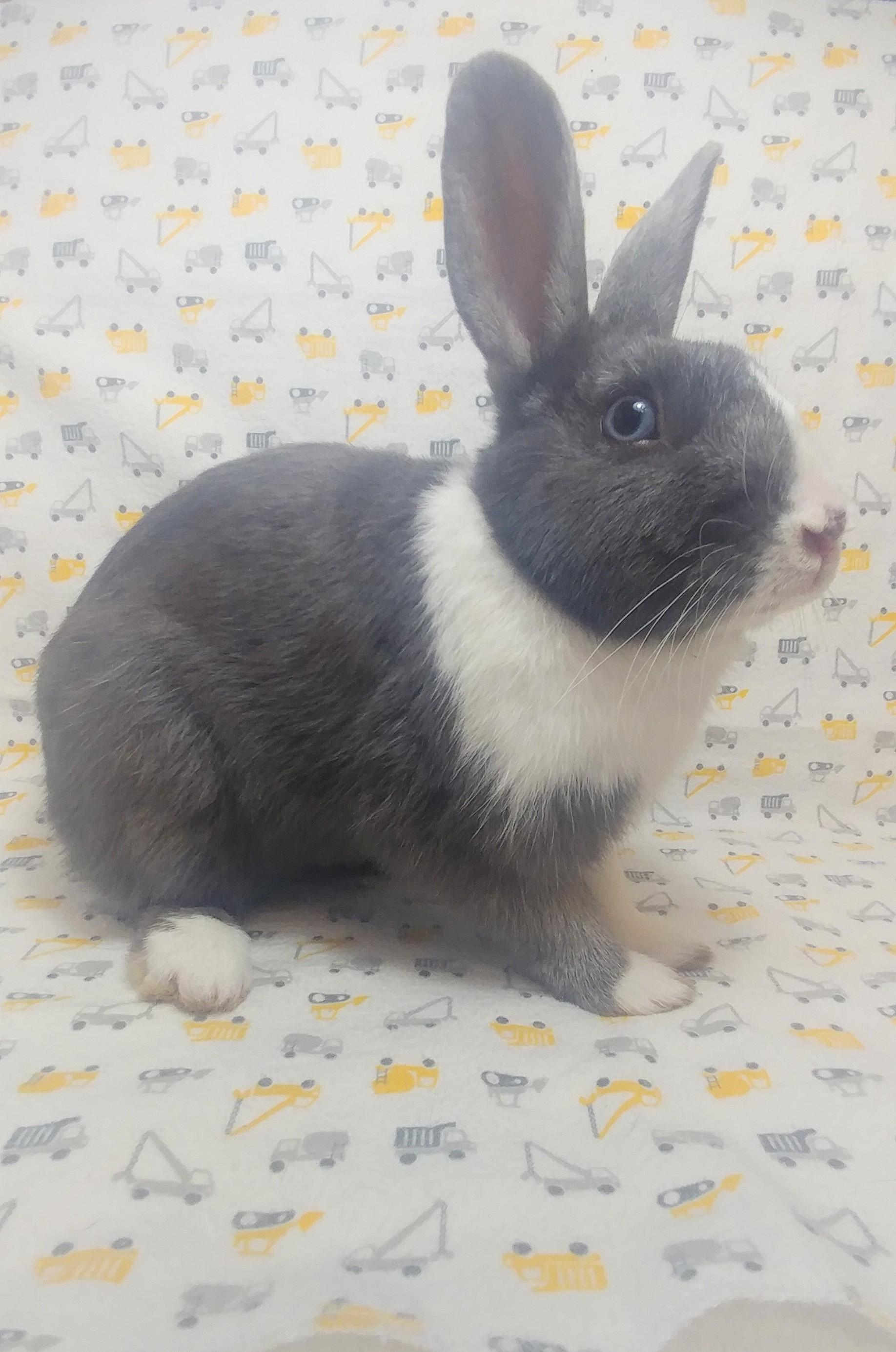Enlarge Guthrie, a Adoptable Dutch in Lake Elsinore, CA image 4/6