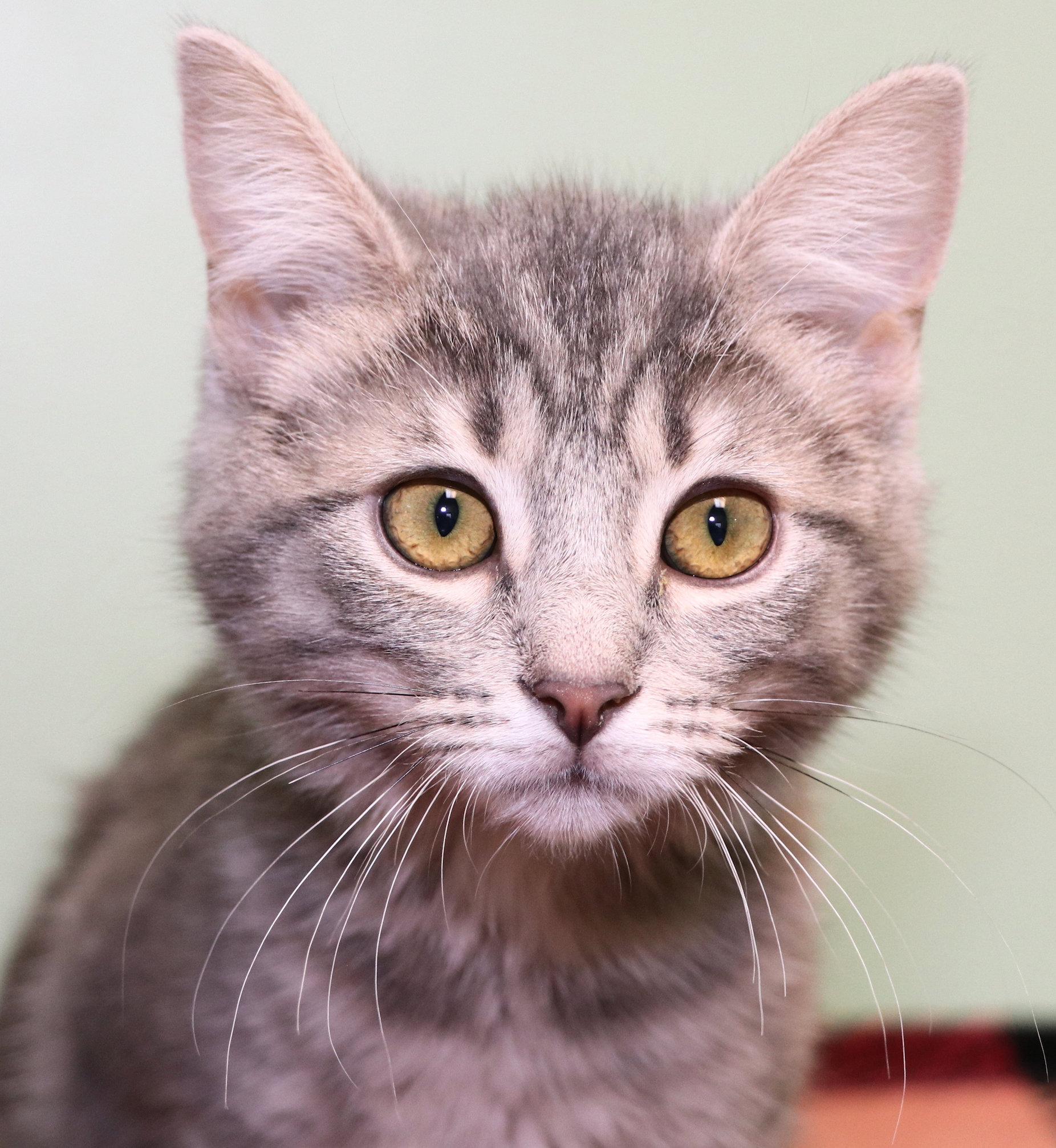 Cindy Lou Who, adopted, Kitten Female Domestic Medium Hair.