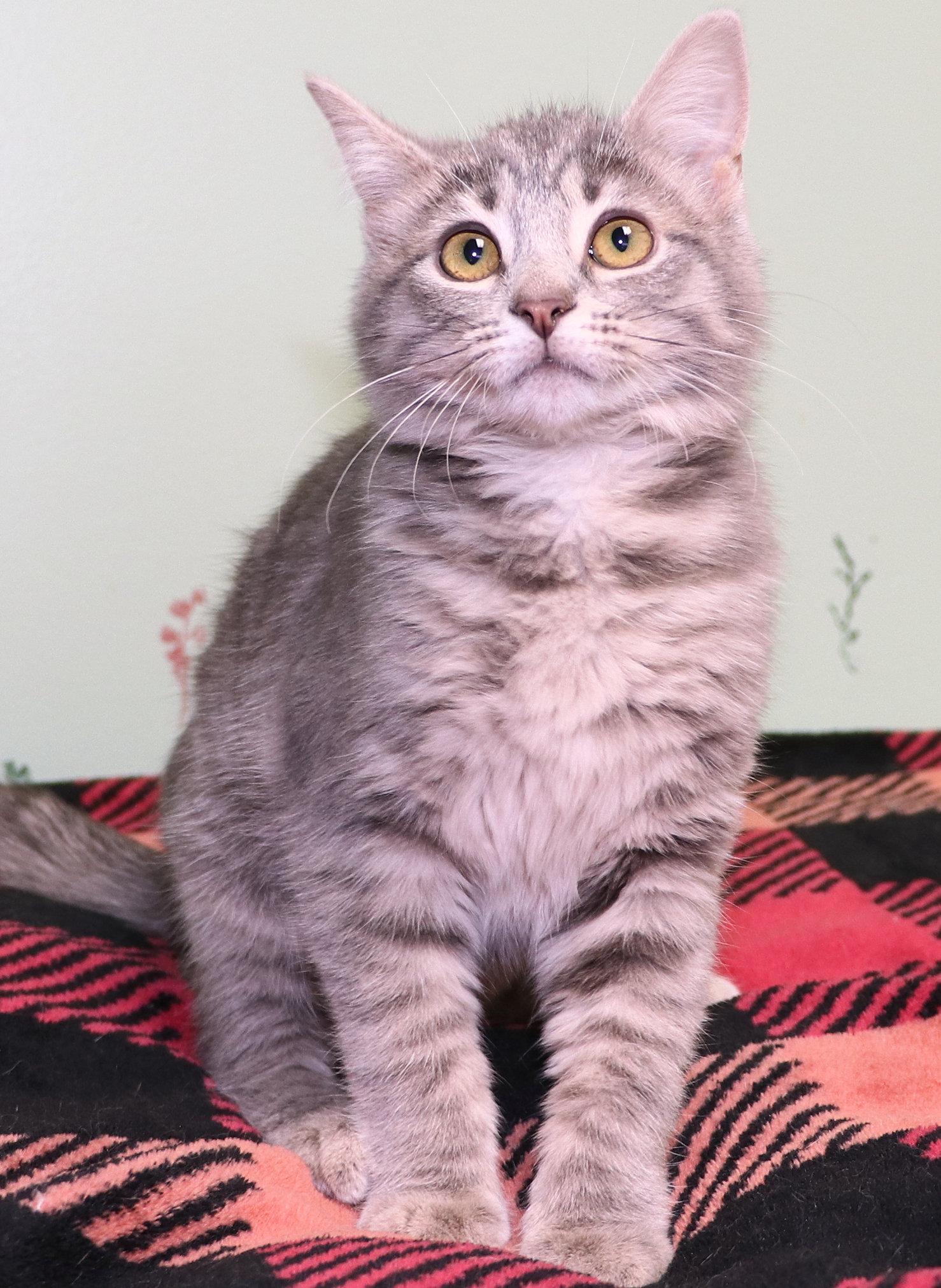 Cindy Lou Who, an adopted Domestic Medium Hair in Cincinnati, OH image 3/3