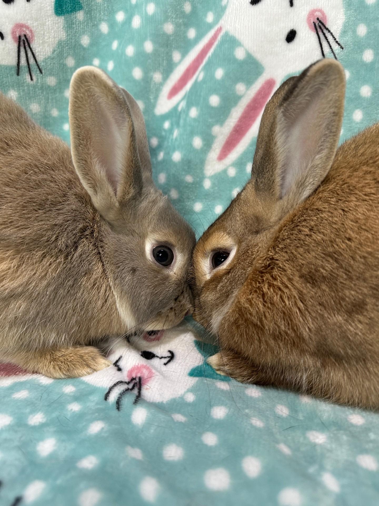 Clara Belle & Billie Joe, a ADOPTABLE mixed breed in Gig Harbor, WA image 2/6