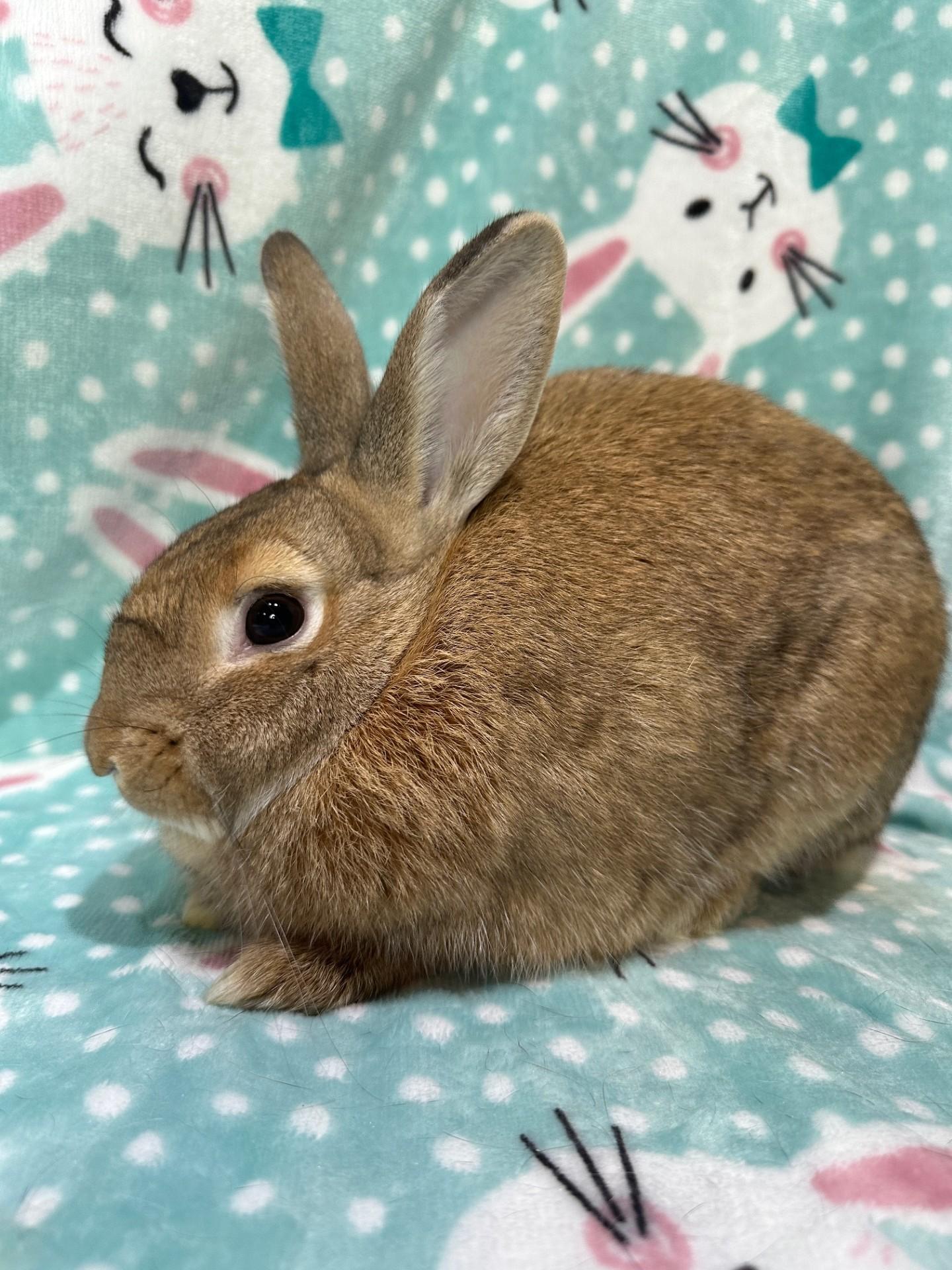 Clara Belle & Billie Joe, a ADOPTABLE mixed breed in Gig Harbor, WA image 3/6