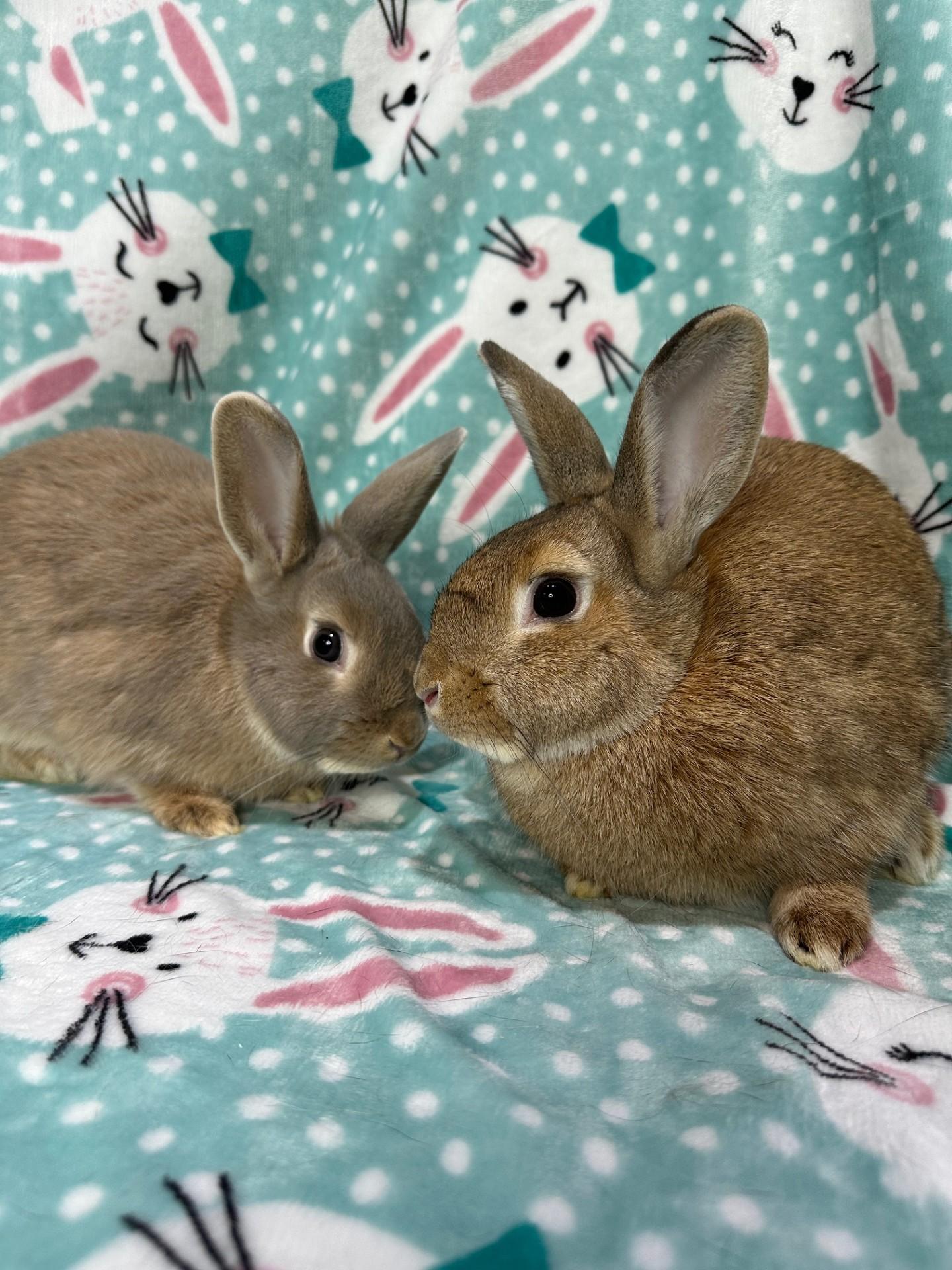 Clara Belle & Billie Joe, ADOPTABLE, Young Female Netherland Dwarf & Lionhead.