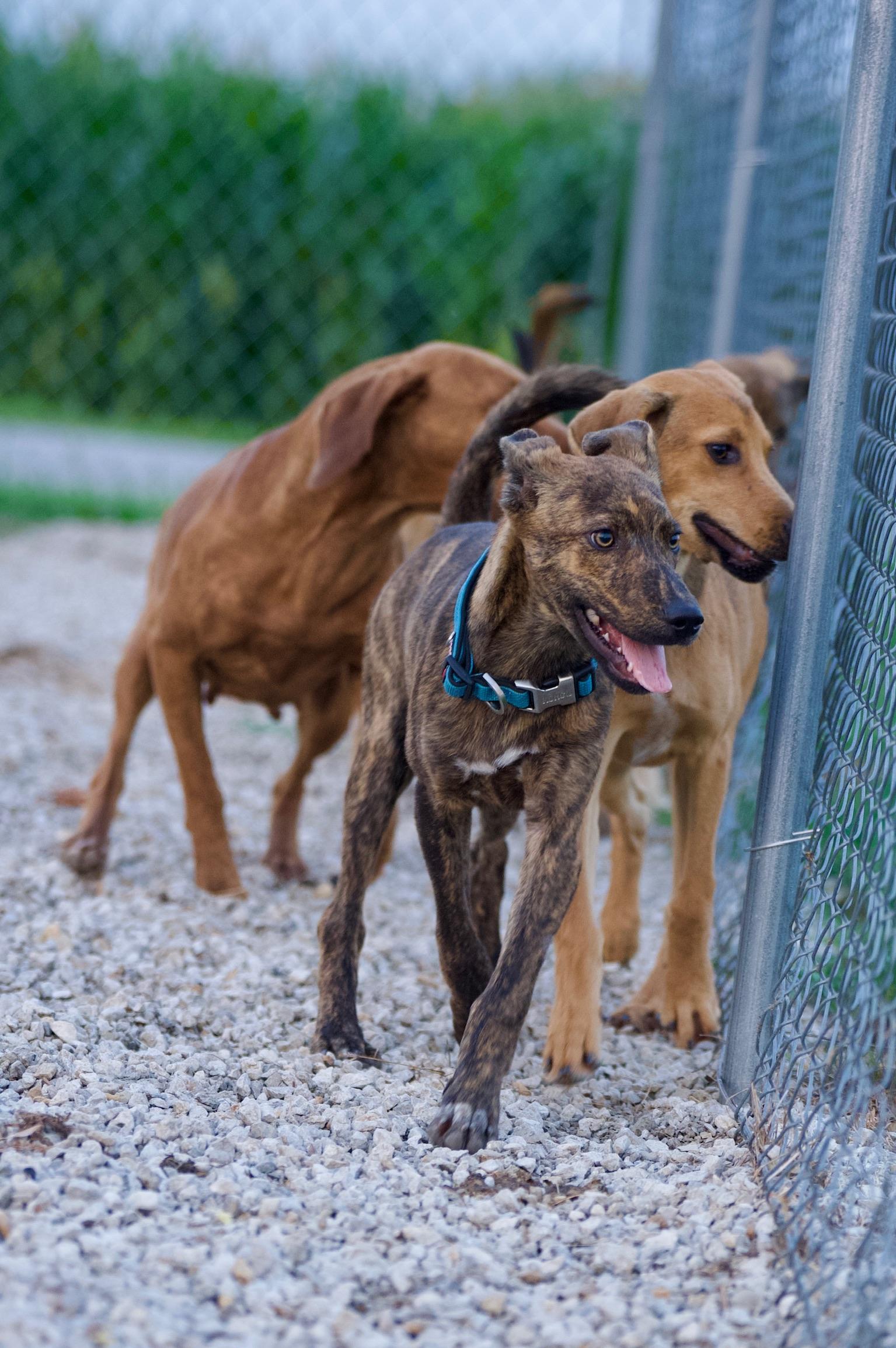 Enlarge Peter, a Adoptable mixed breed in Hiawatha, KS image 3/5