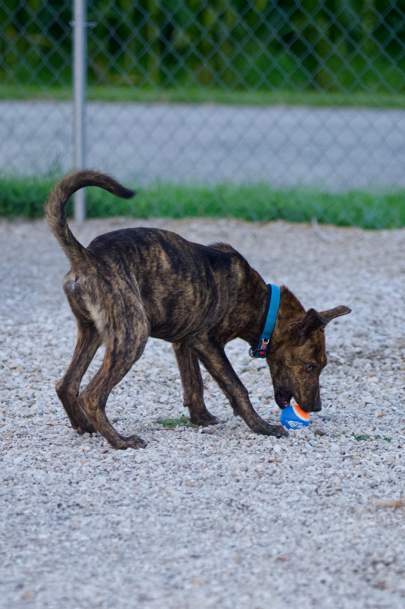 Enlarge Peter, a Adoptable mixed breed in Hiawatha, KS image 4/5