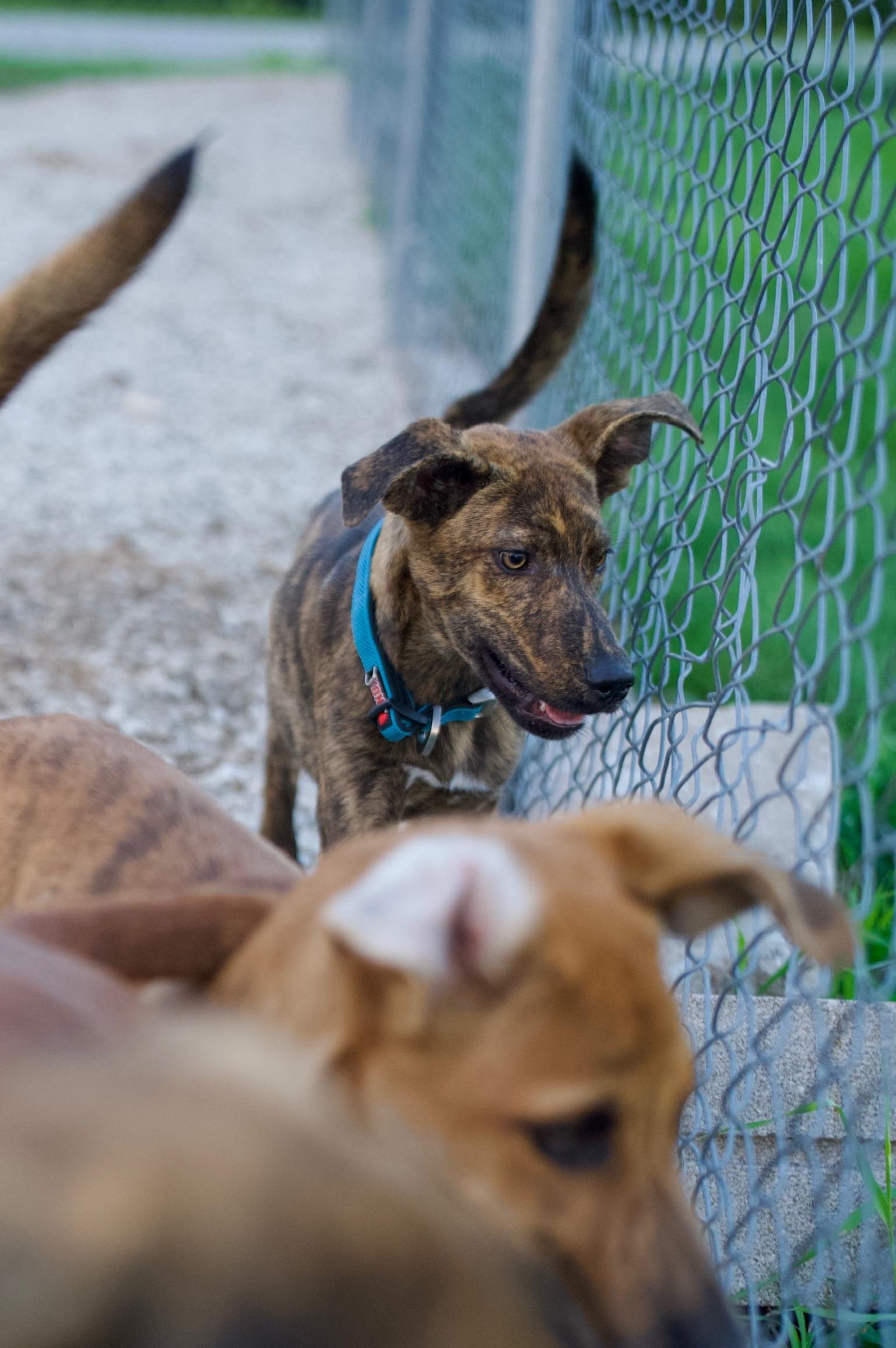 Enlarge Peter, a Adoptable mixed breed in Hiawatha, KS image 2/5