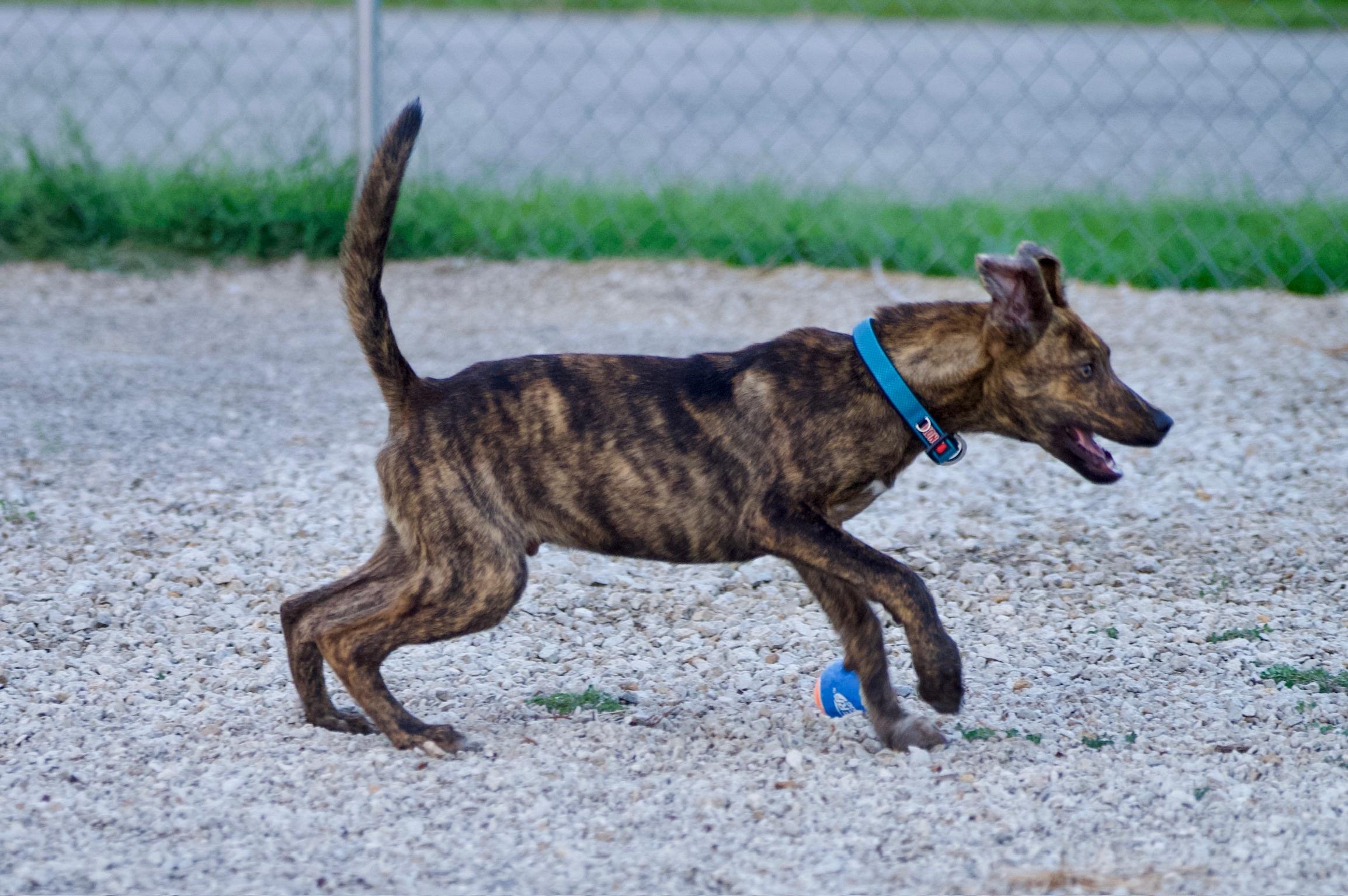 Enlarge Peter, a Adoptable mixed breed in Hiawatha, KS image 5/5