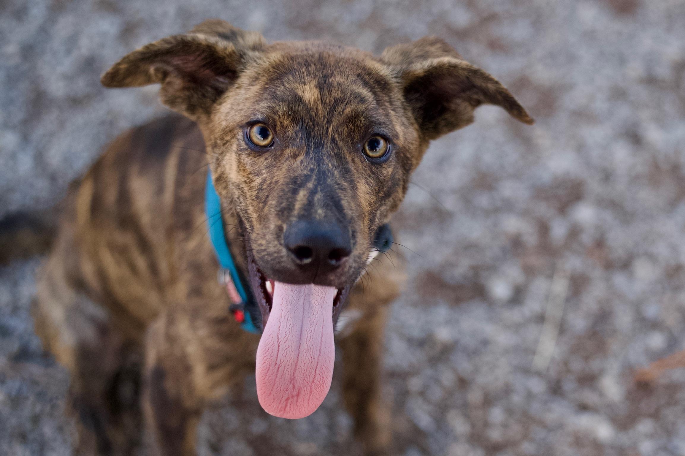 Peter, Adoptable, Young Male Plott Hound & Redbone Coonhound.