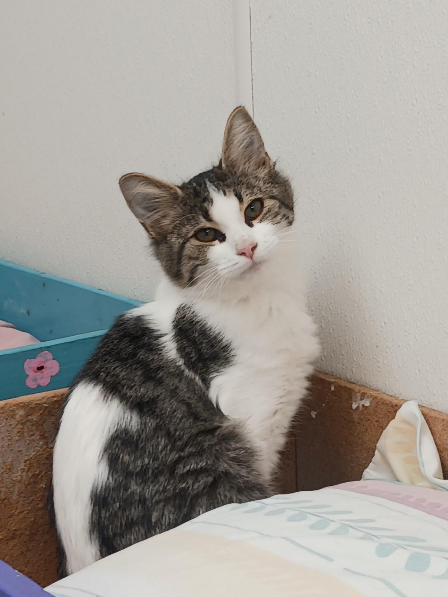 Sydney, adopted, Young Female Domestic Medium Hair.
