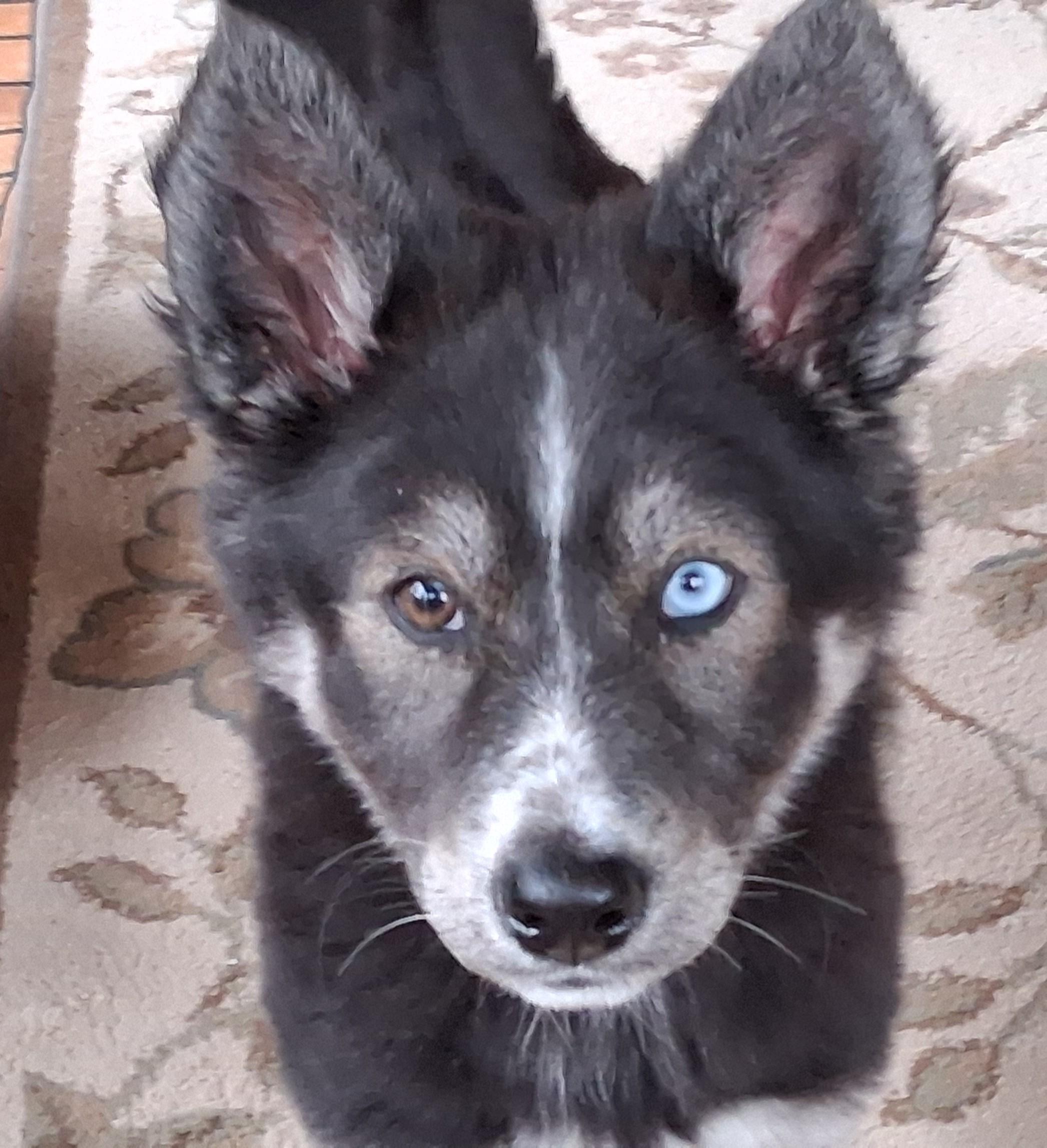 Mandi, adopted, Puppy Female Mixed Breed.