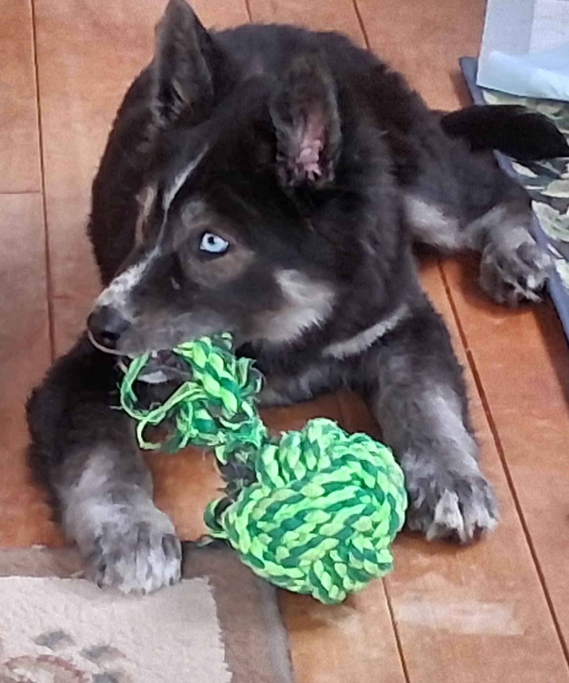 Enlarge Mandi, an adopted mixed breed in Sandstone, MN image 2/3
