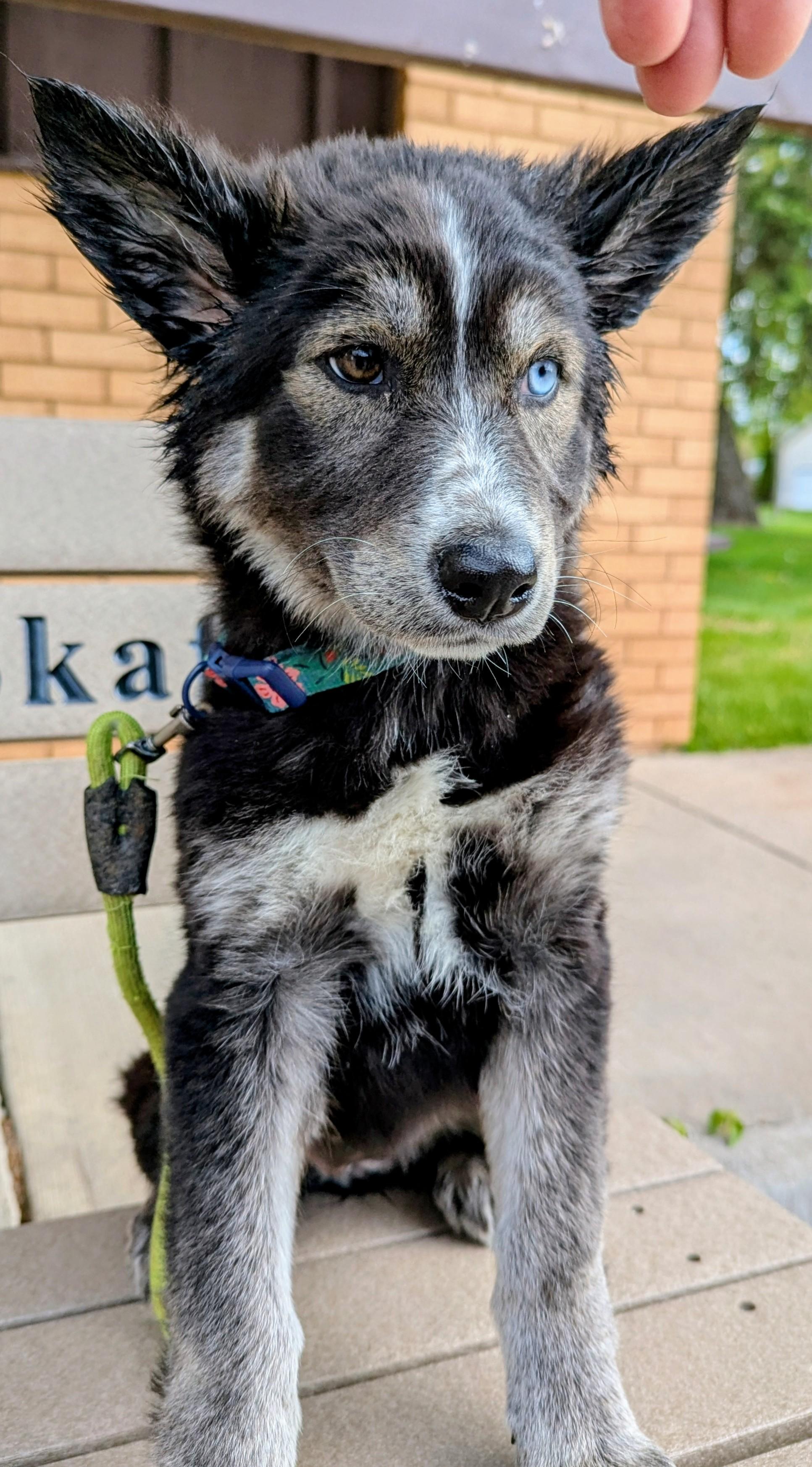 Enlarge Mandi, an adopted mixed breed in Sandstone, MN image 3/3