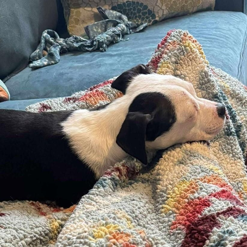 Enlarge Zuzu, an adopted mixed breed in Rochester, NY image 4/6