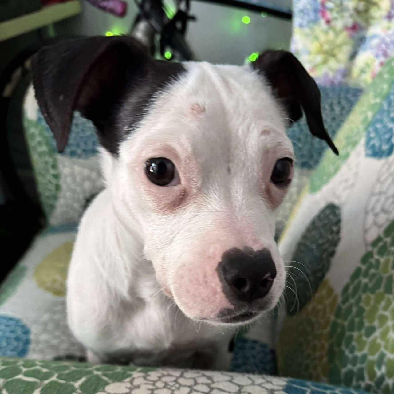 Enlarge Zuzu, an adopted mixed breed in Rochester, NY image 2/6