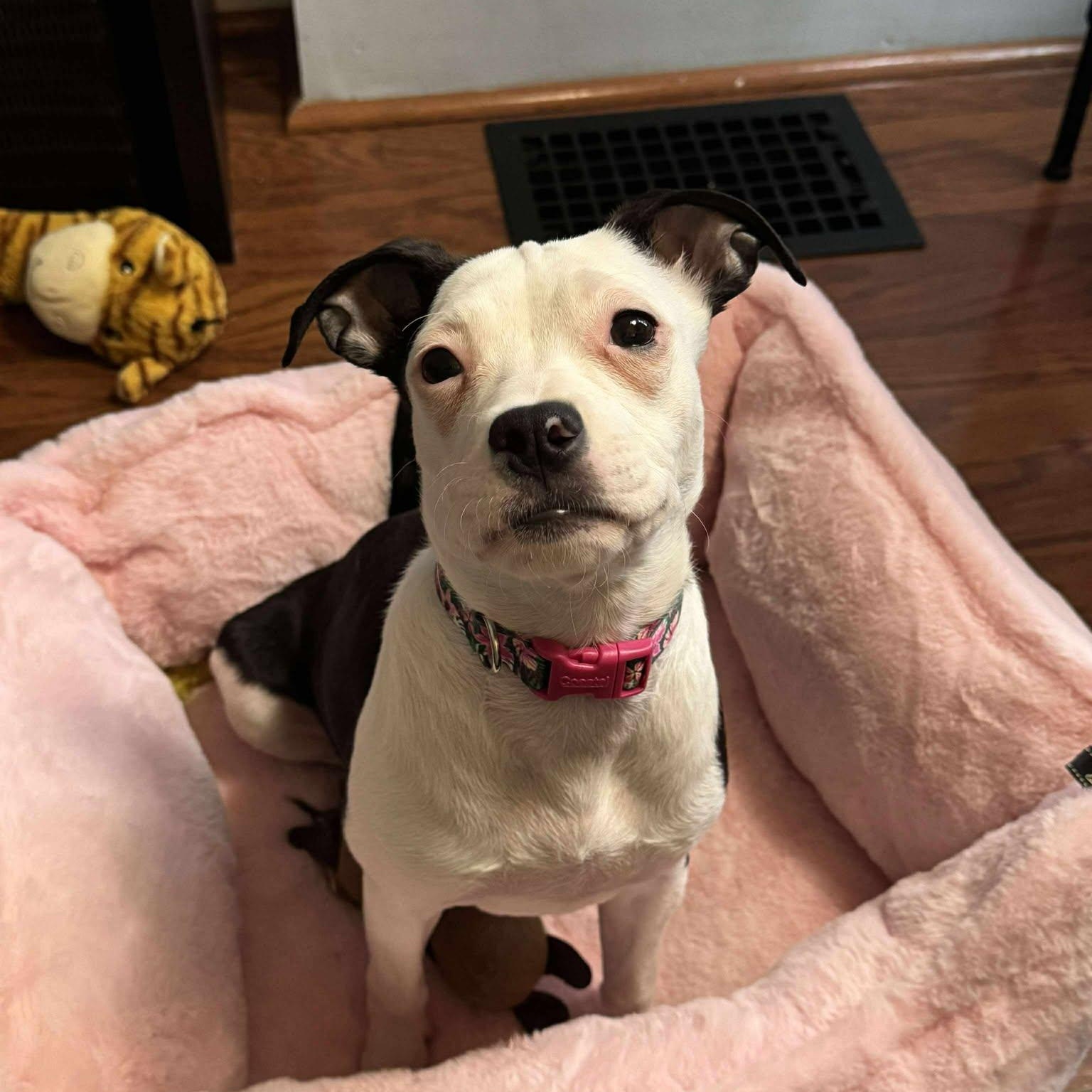 Enlarge Zuzu, an adopted mixed breed in Rochester, NY image 5/6