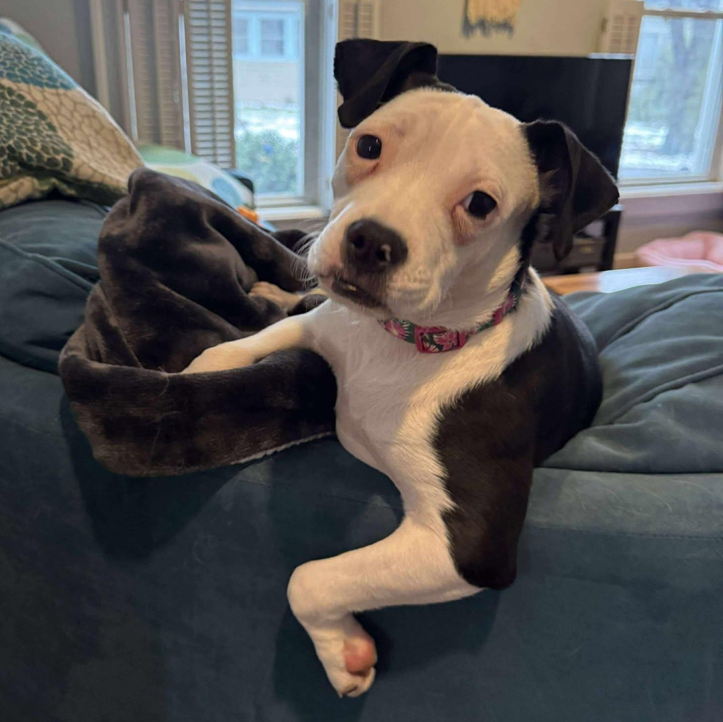 Zuzu, ADOPTABLE, Puppy Female Terrier.