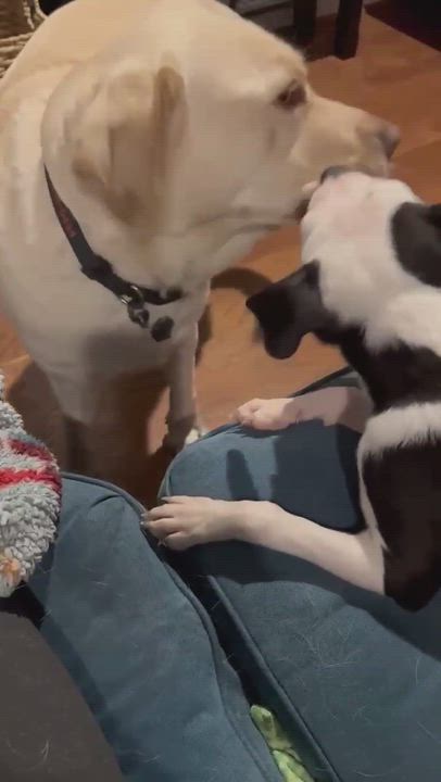 Enlarge Zuzu, an adopted mixed breed in Rochester, NY video 6/6