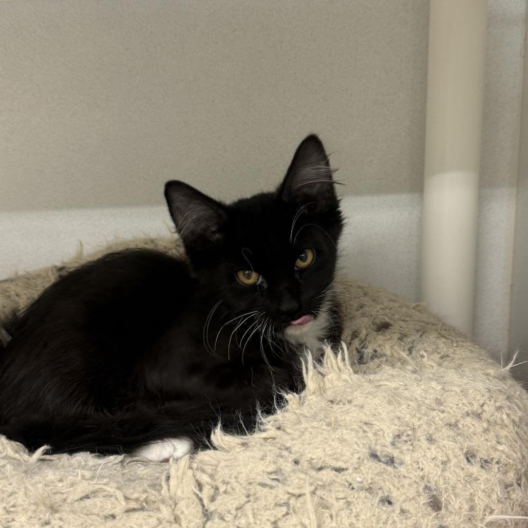 Enlarge Pierogi, a Adoptable Domestic Medium Hair in Colorado Springs, CO image 1/5